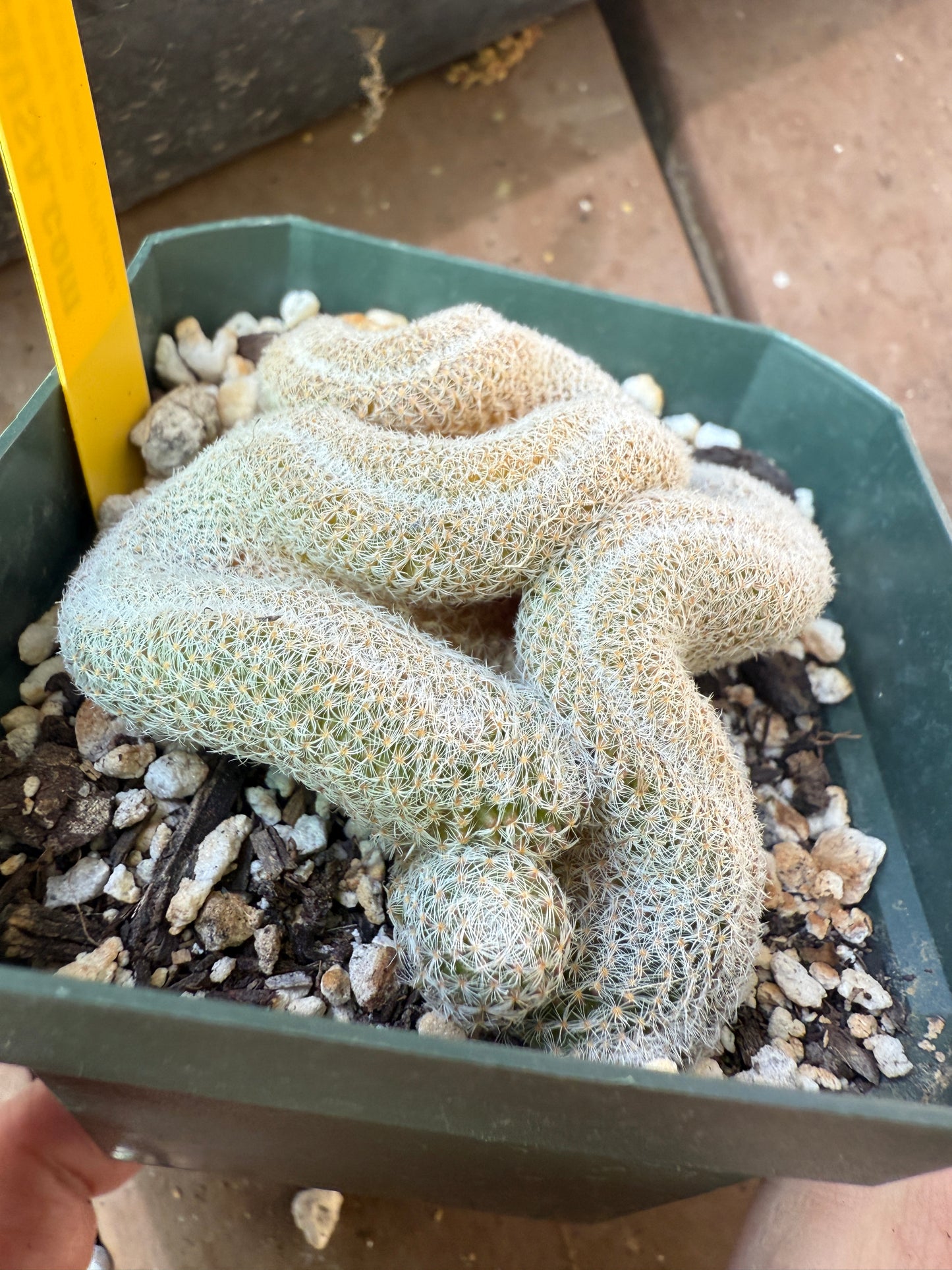 Mammillaria microthele crest rare cactus 106