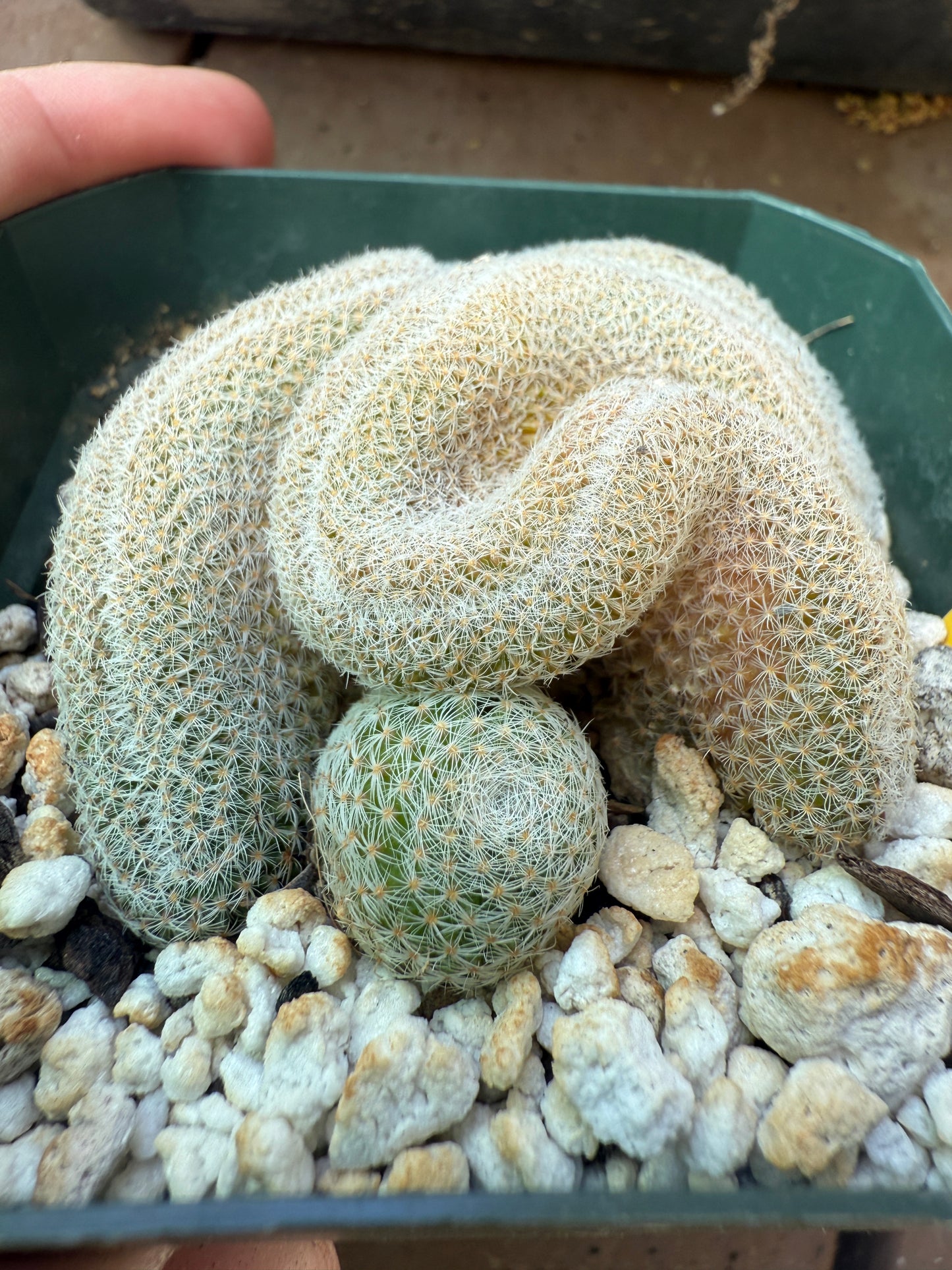 Mammillaria microthele crest rare cactus 106