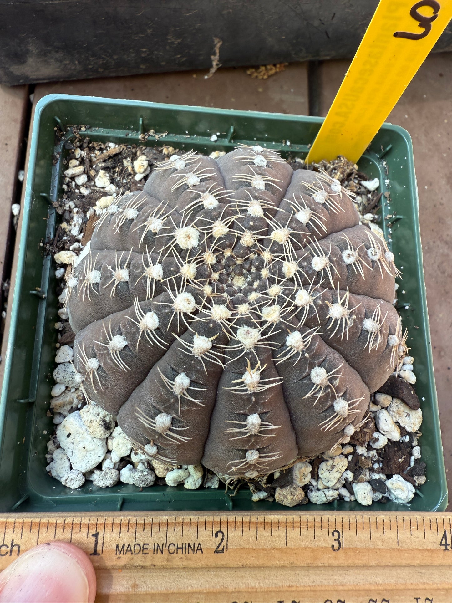 Gymnocalycium ragonesei large in 4 inch pot deep pink flower 107