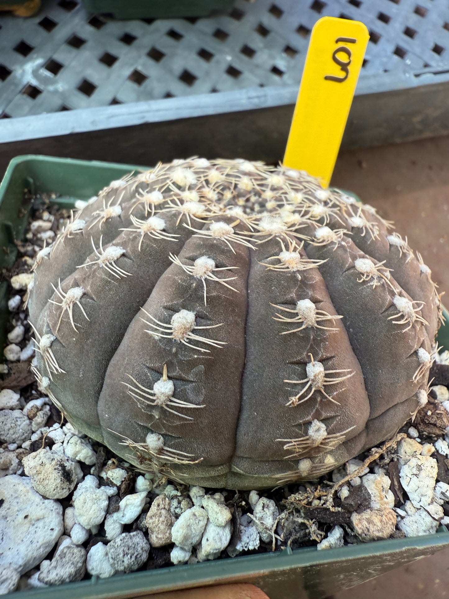 Gymnocalycium ragonesei large in 4 inch pot deep pink flower 107