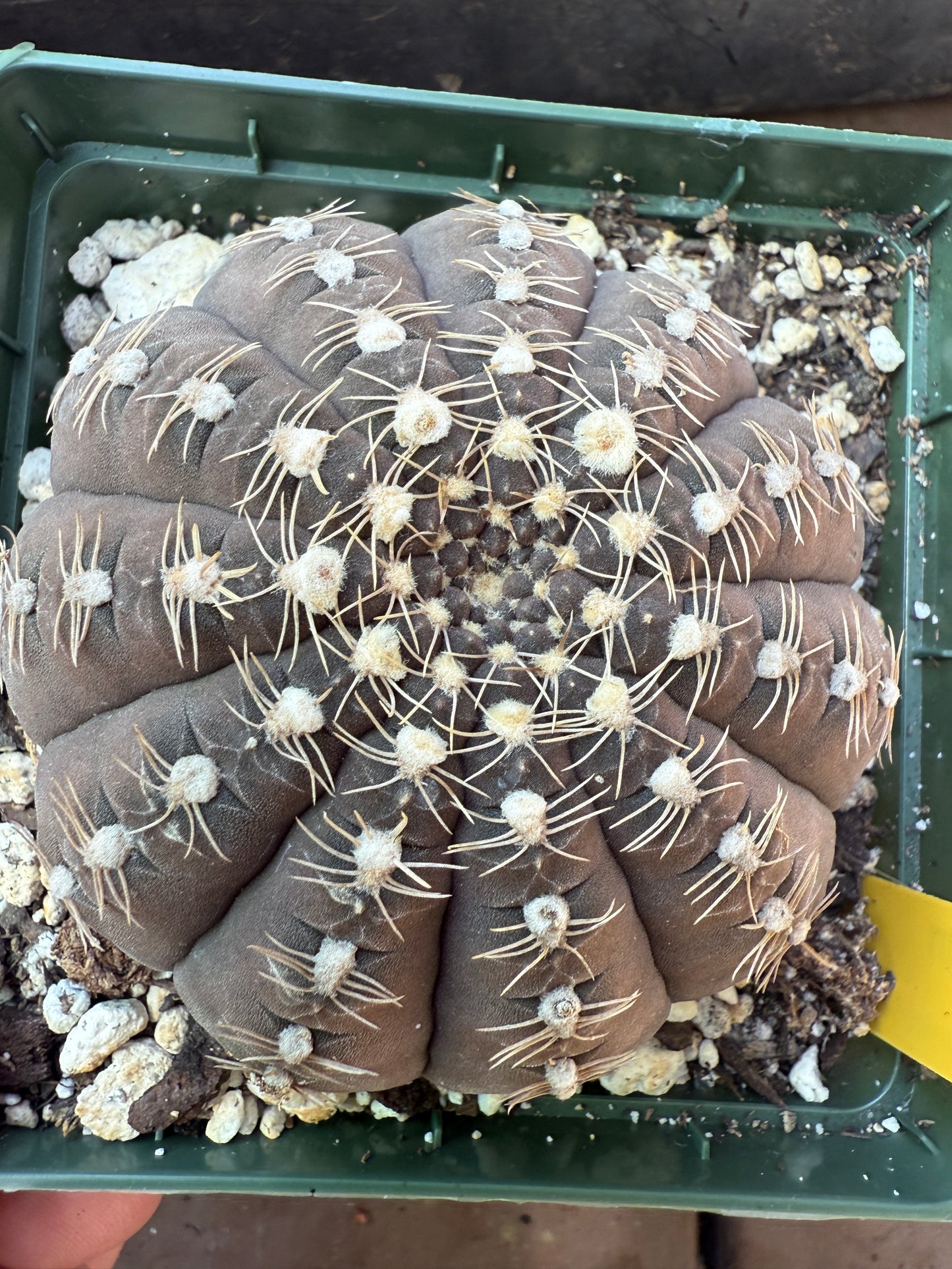 Gymnocalycium ragonesei large in 4 inch pot deep pink flower 107
