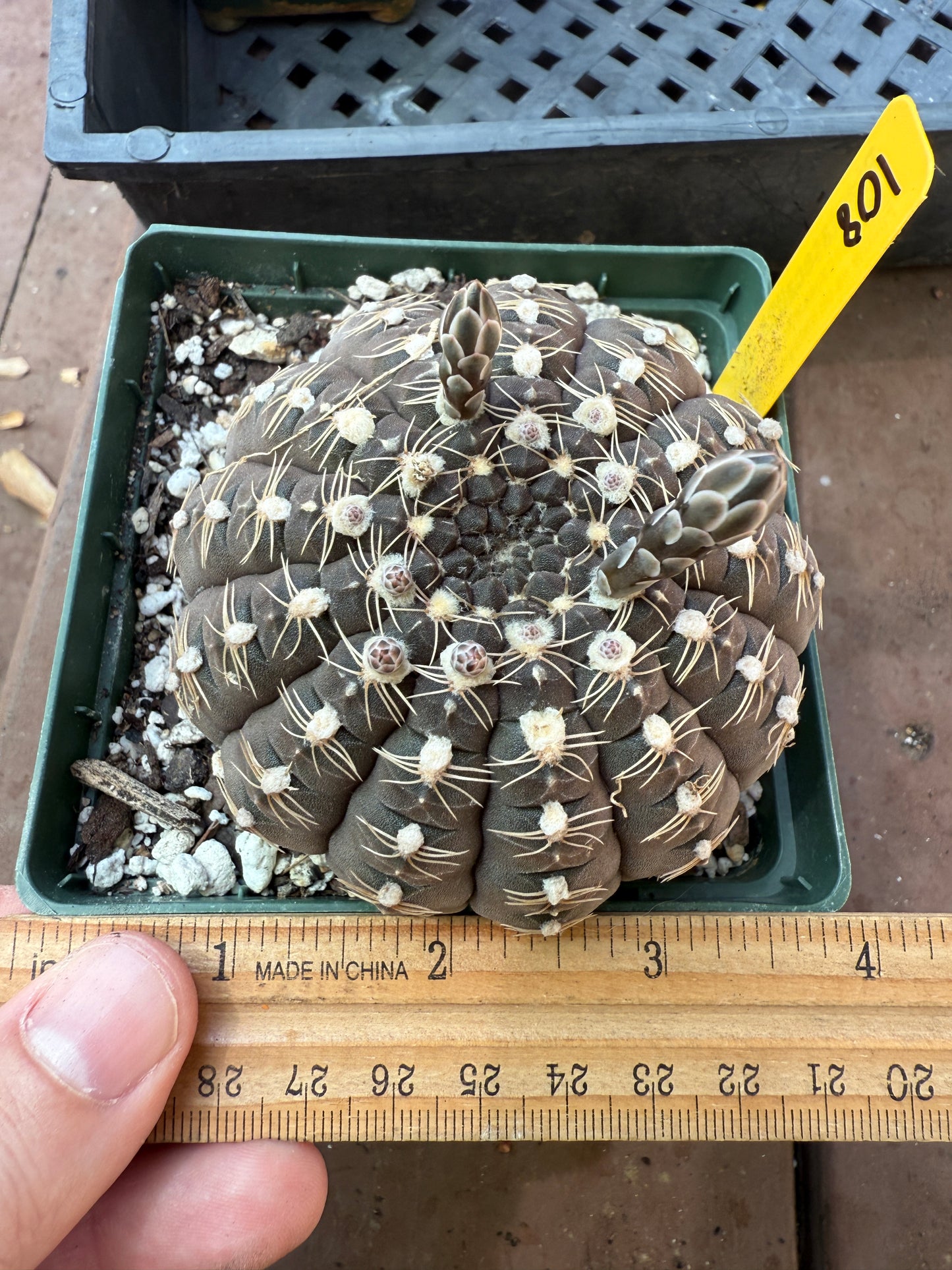 Gymnocalycium ragonesei deep purple flower in 4 inch pot 108