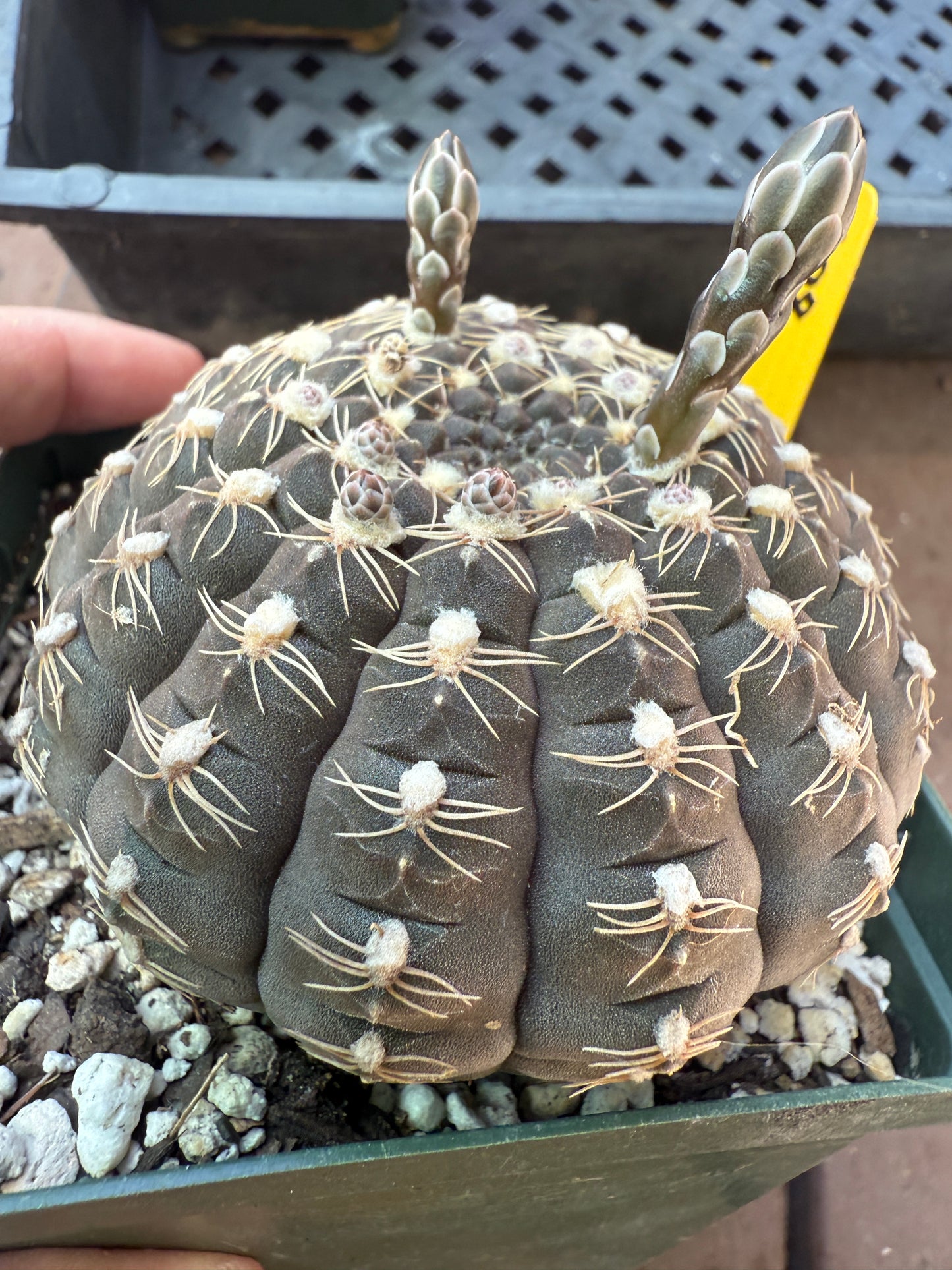 Gymnocalycium ragonesei deep purple flower in 4 inch pot 108