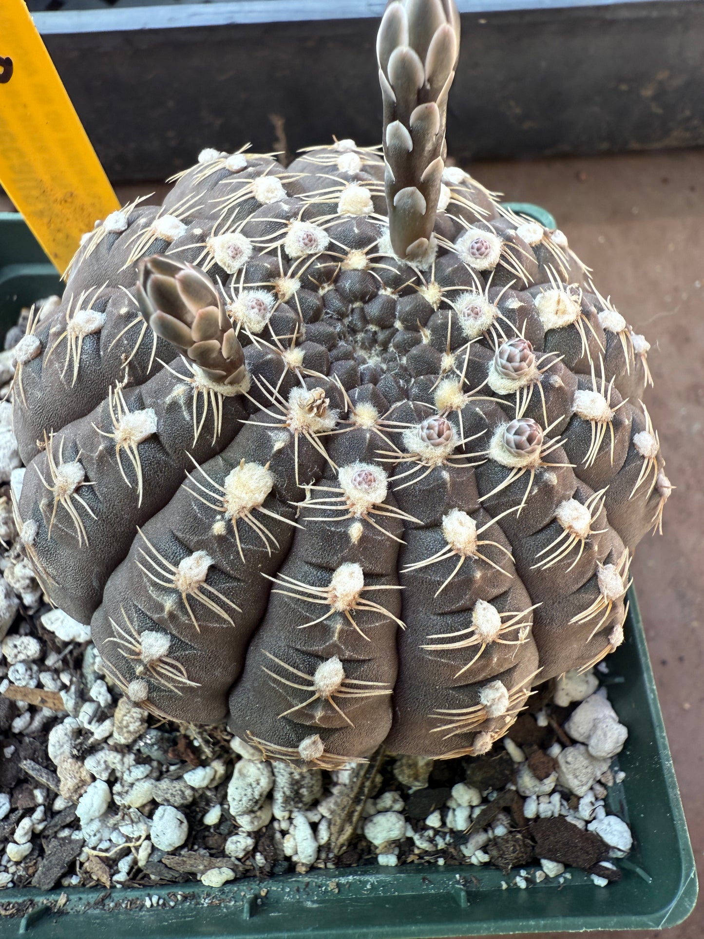 Gymnocalycium ragonesei deep purple flower in 4 inch pot 108