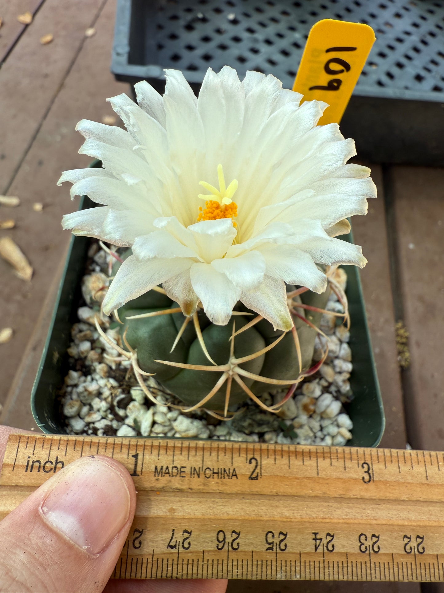 Thelocactus lloydii cactus 109