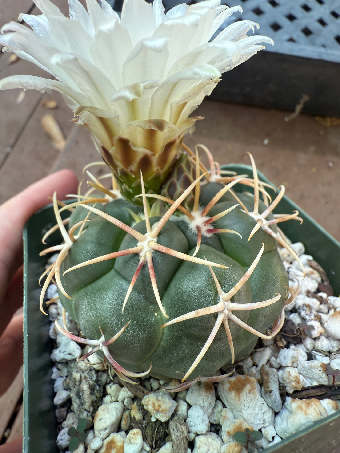 Thelocactus lloydii cactus 109