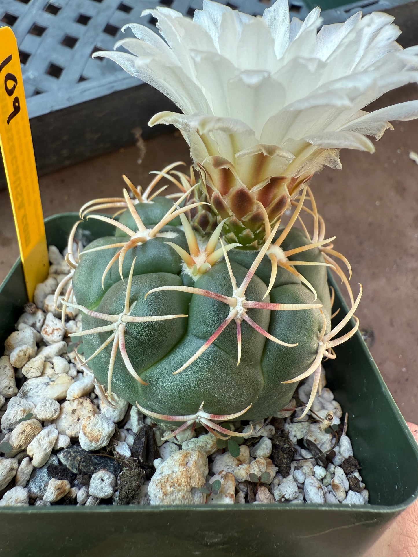 Thelocactus lloydii cactus 109
