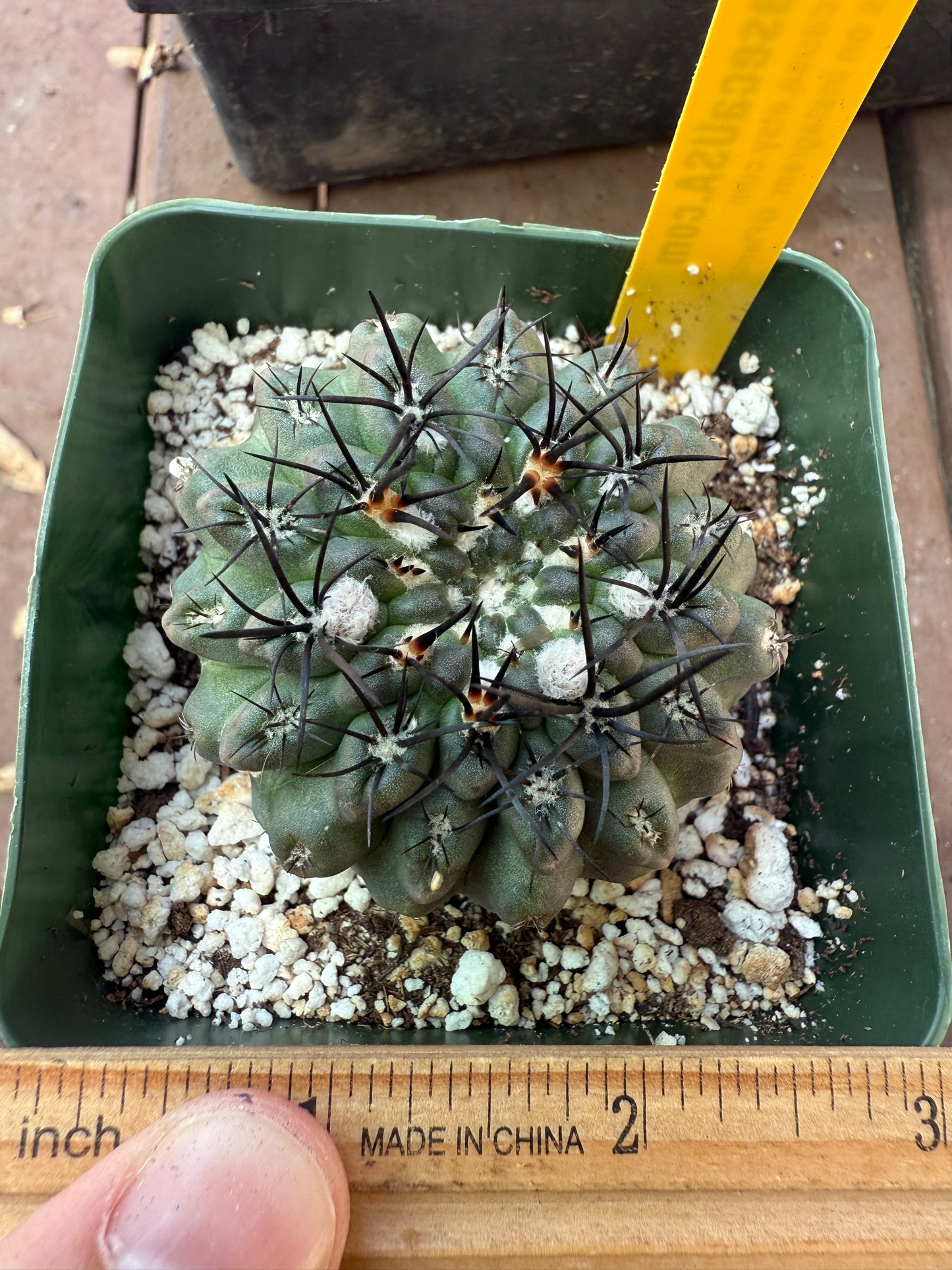 Neoporteria vexata rare cactus 110