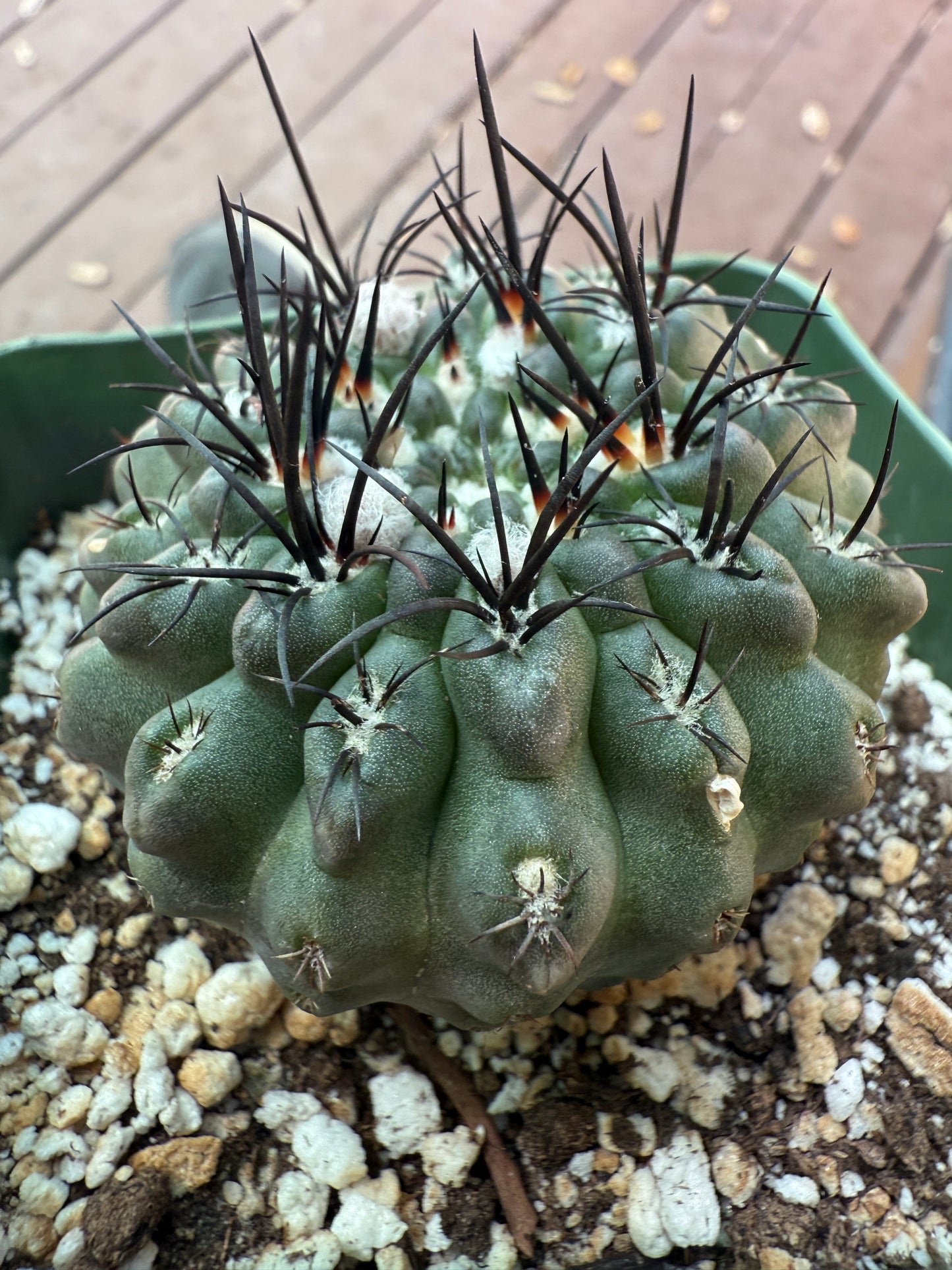 Neoporteria vexata rare cactus 110