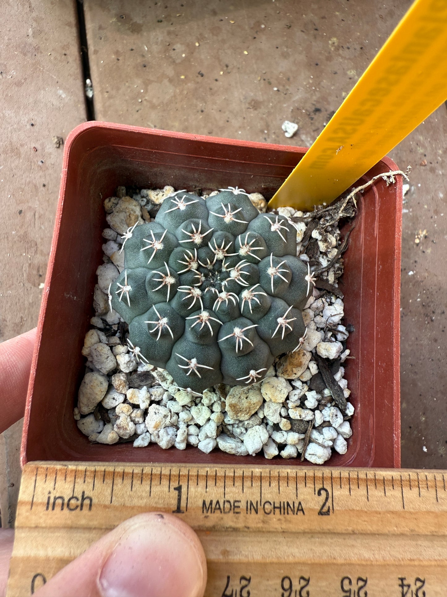 Gymnocalycium quelhianum rare plant 111