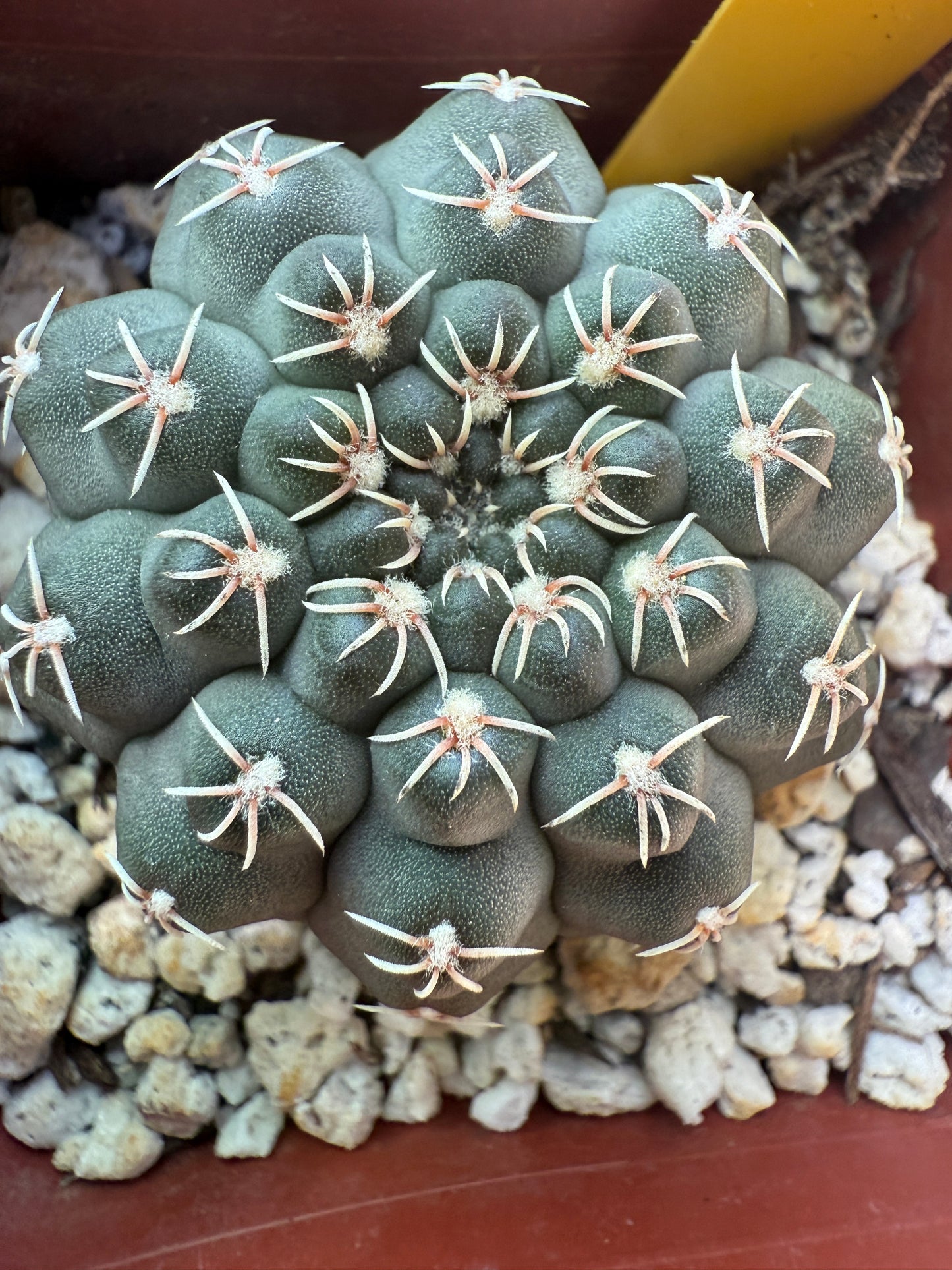 Gymnocalycium quelhianum rare plant 111