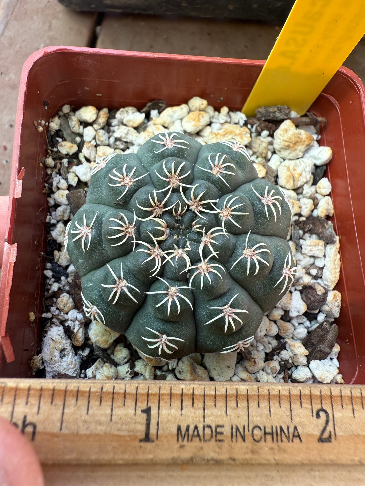 Gymnocalycium quelhianum rare cactus 112