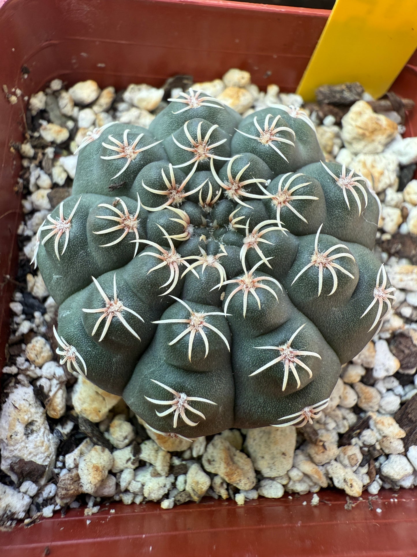 Gymnocalycium quelhianum rare cactus 112