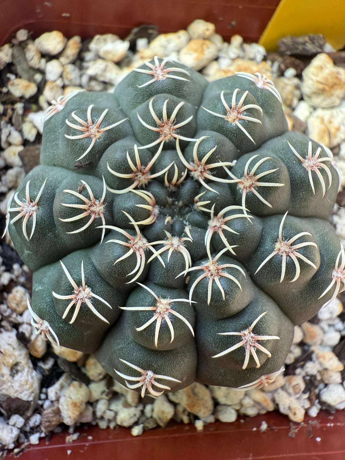 Gymnocalycium quelhianum rare cactus 112