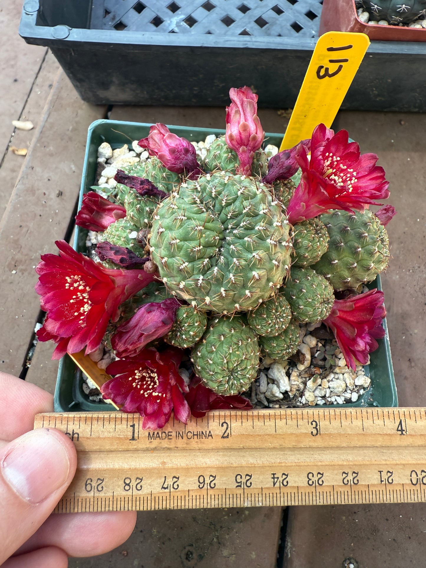 Sulcorebutia ayopayana rare cactus in 4 inch pot 113