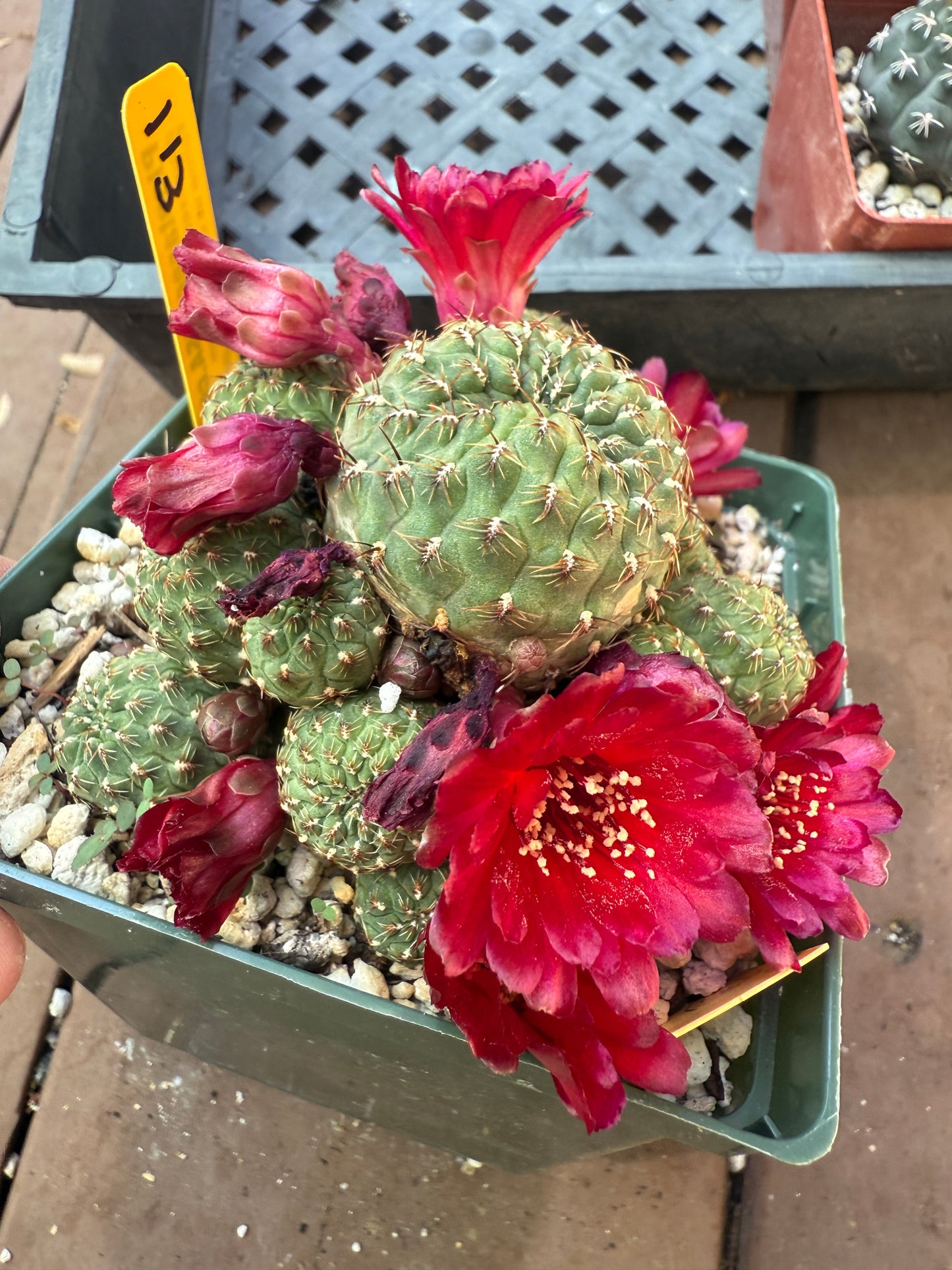 Sulcorebutia ayopayana rare cactus in 4 inch pot 113