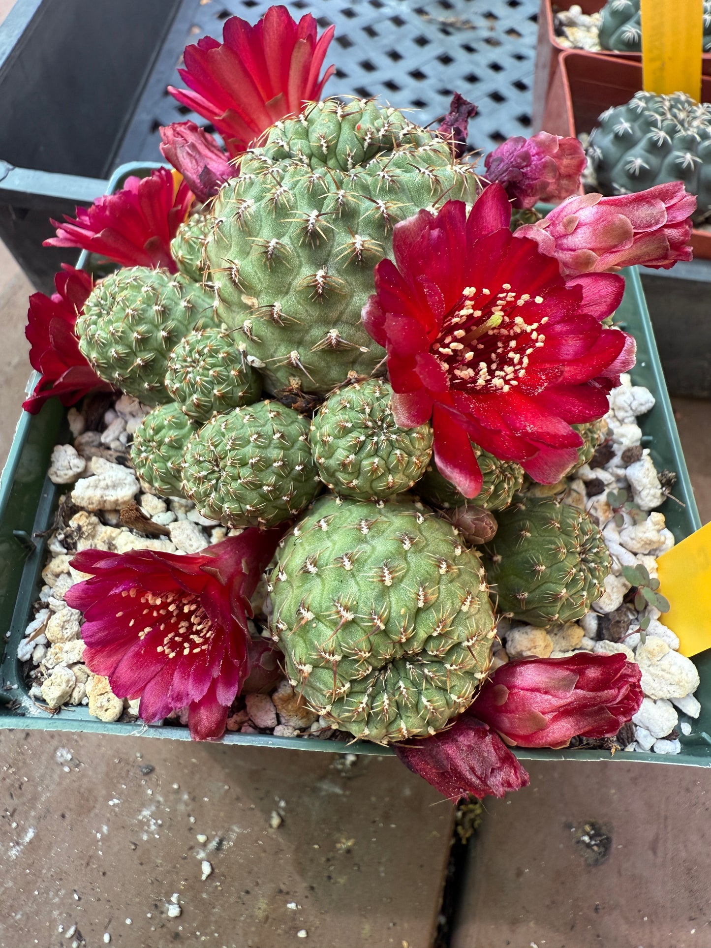 Sulcorebutia ayopayana rare cactus in 4 inch pot 113