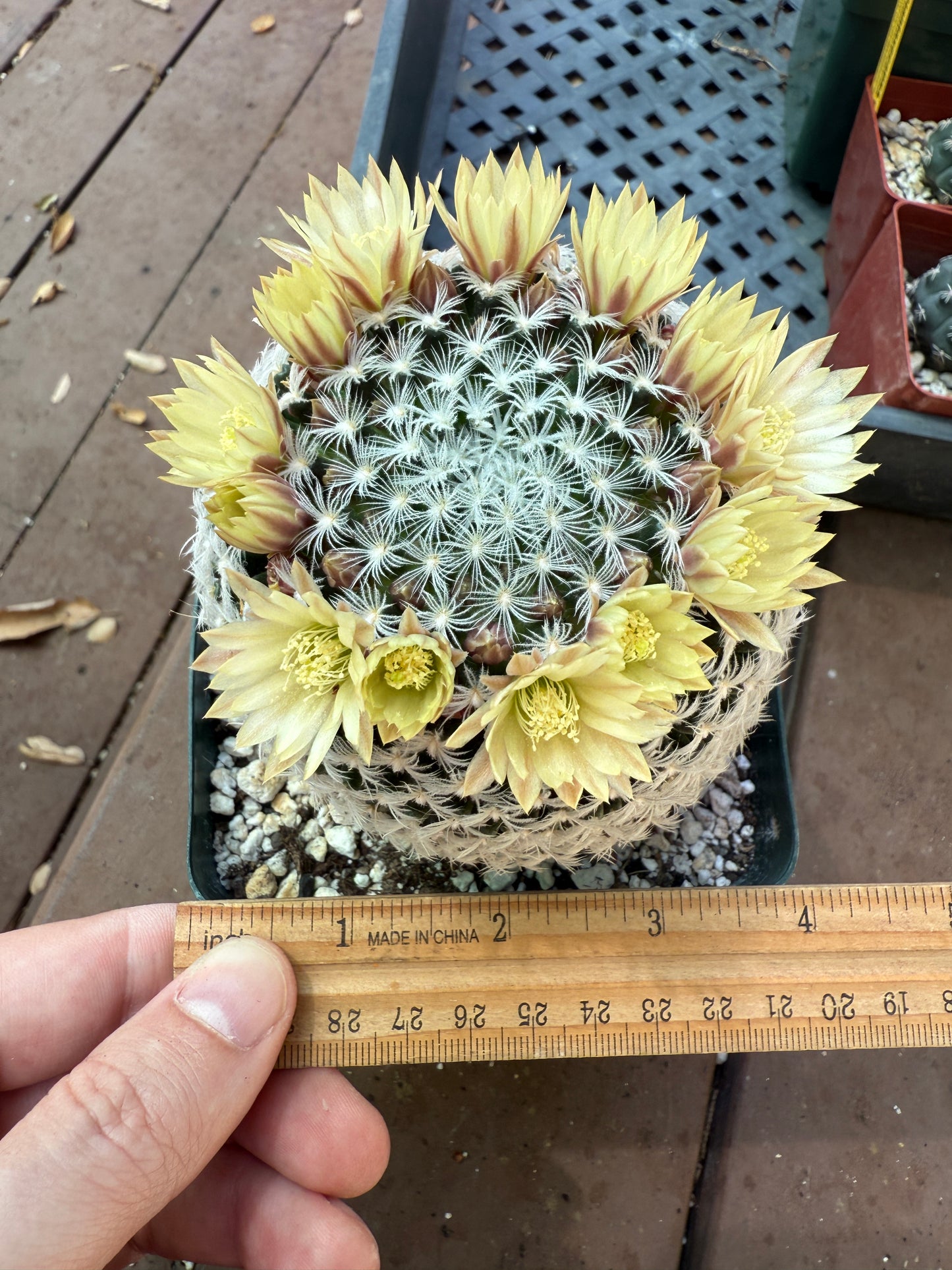 Mammillaria duweii large in 4 inch pot 114