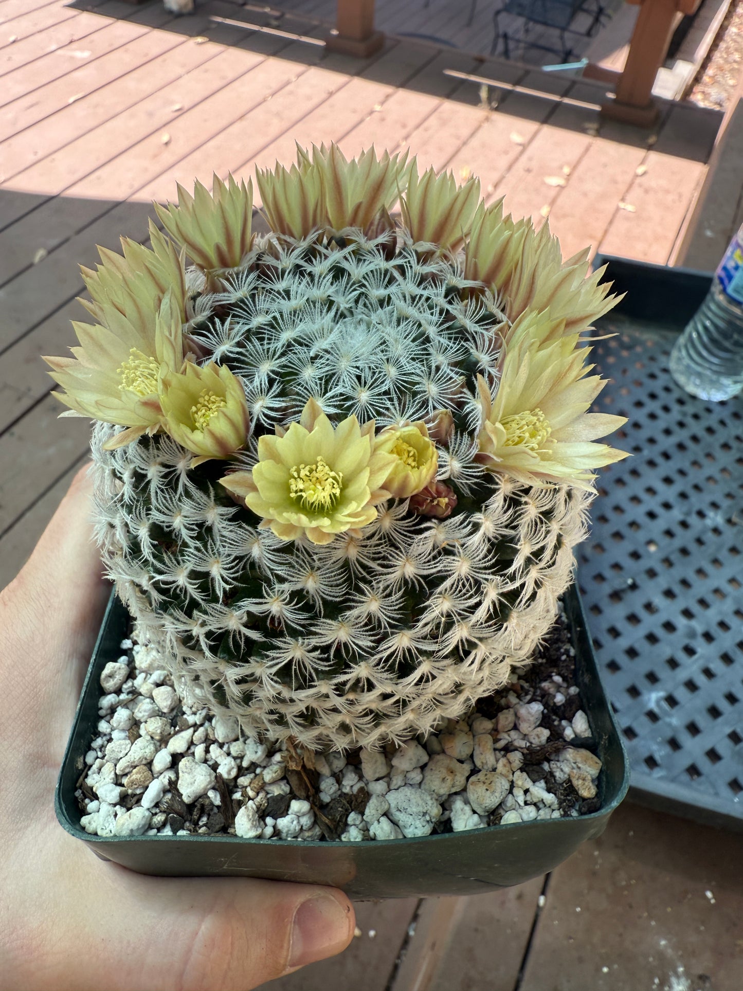 Mammillaria duweii large in 4 inch pot 114