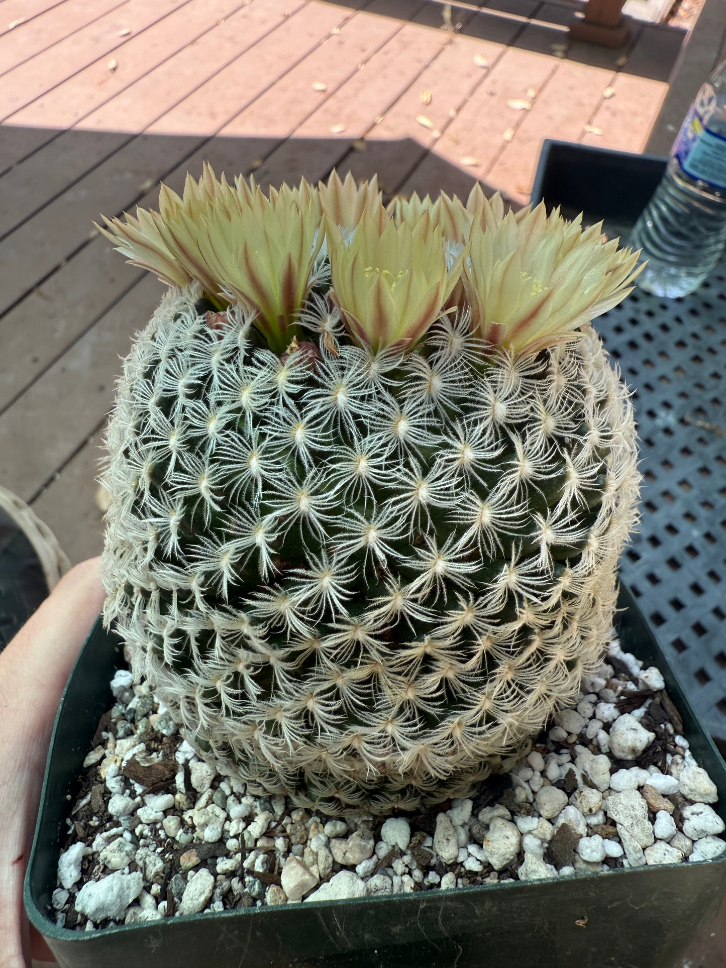 Mammillaria duweii large in 4 inch pot 114