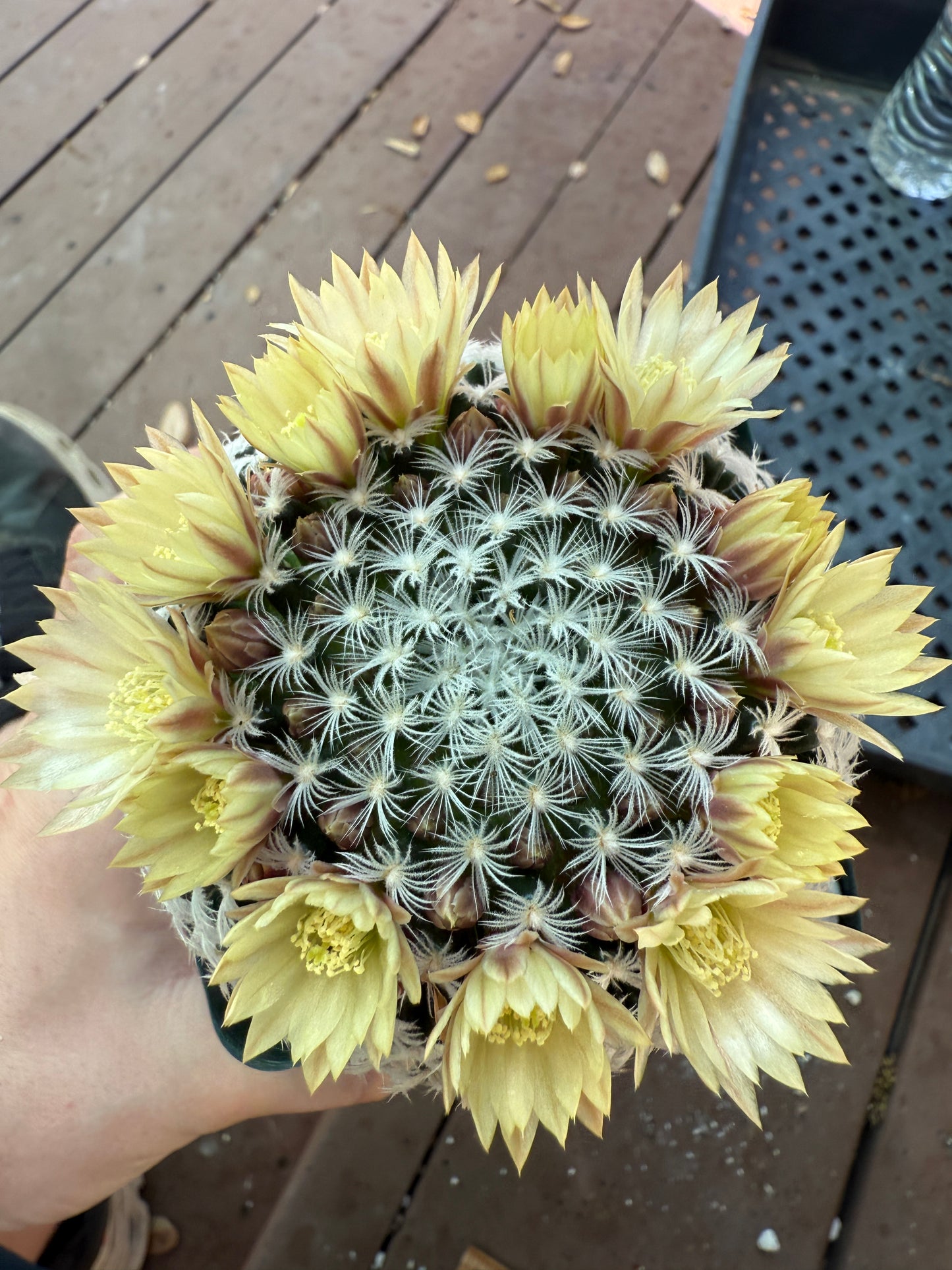 Mammillaria duweii large in 4 inch pot 114