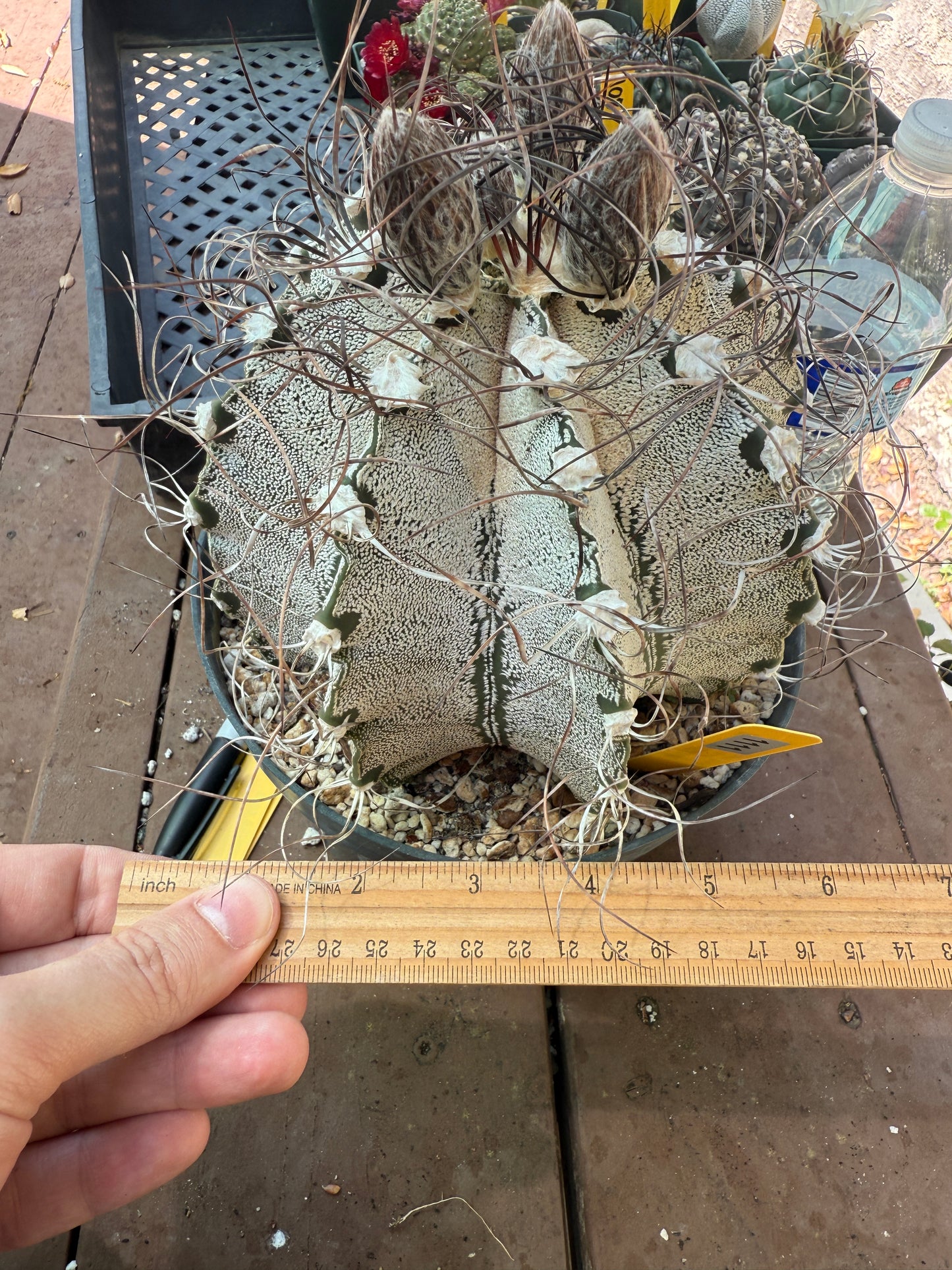 Astrophytum capricorne v. Niveum large specimen in 7 inch pot from collection 1111