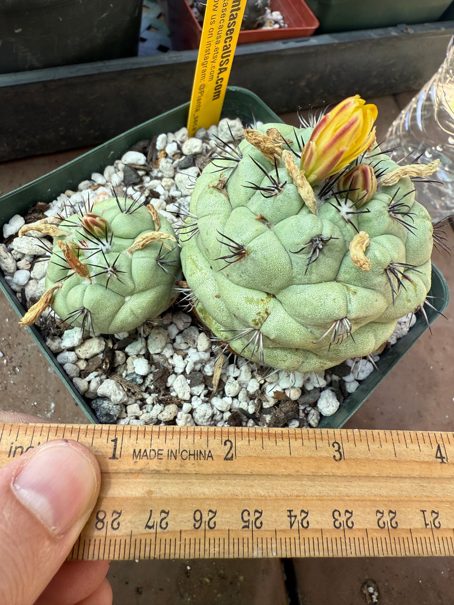 Ortegocactus macdougalii large from collection in 4 inch pot