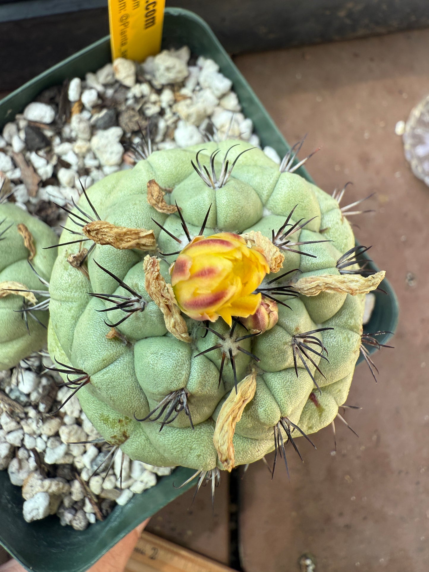 Ortegocactus macdougalii large from collection in 4 inch pot