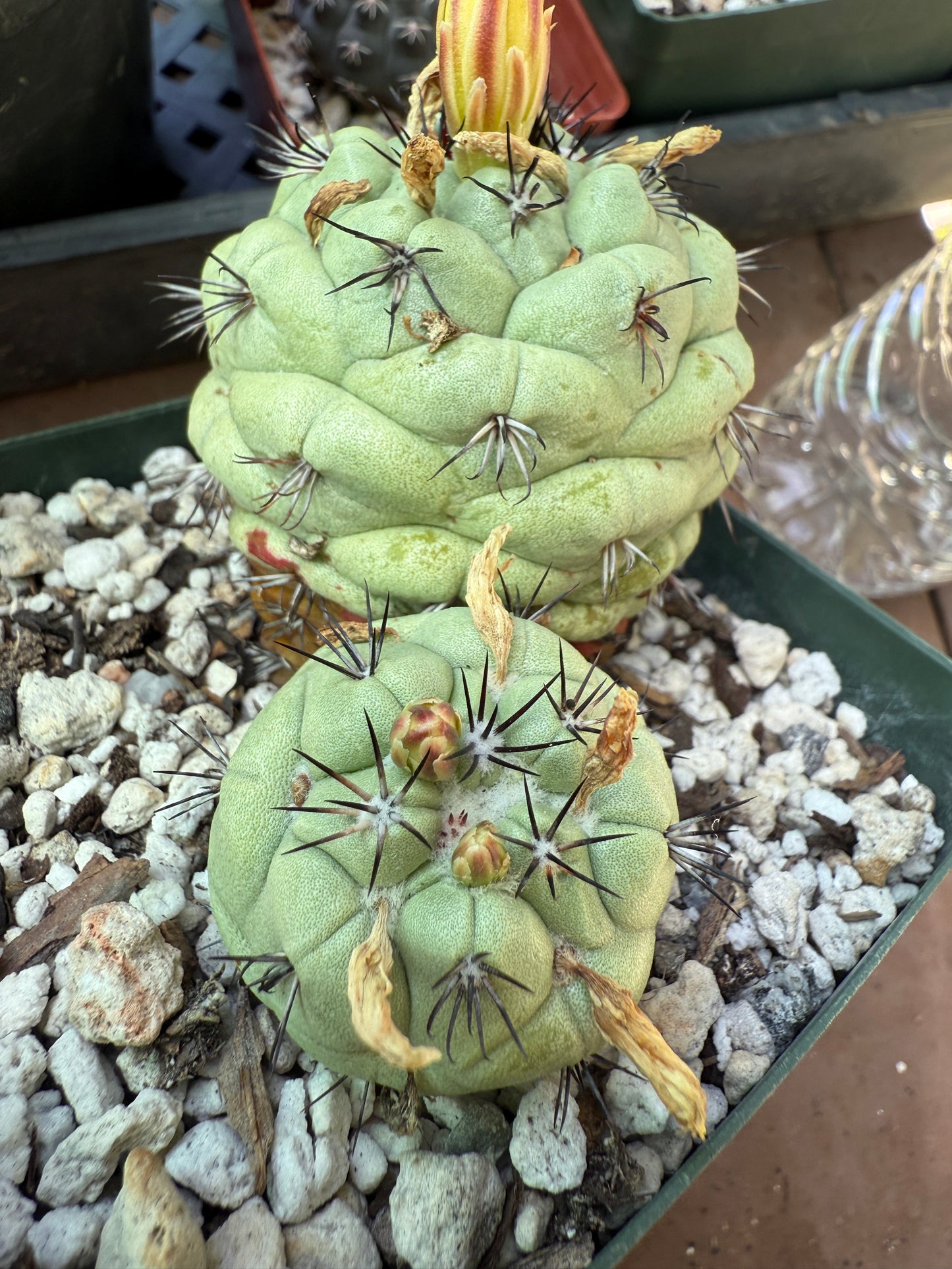 Ortegocactus macdougalii large from collection in 4 inch pot