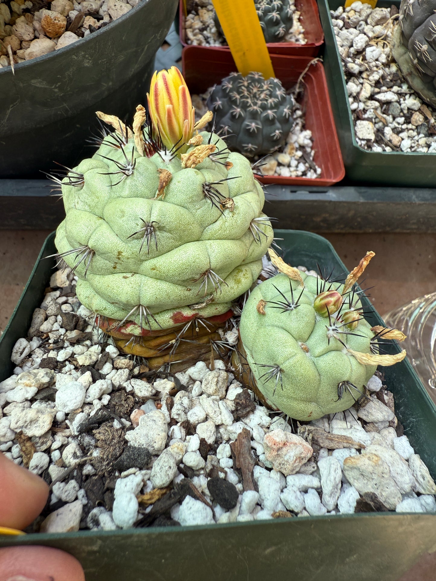 Ortegocactus macdougalii large from collection in 4 inch pot