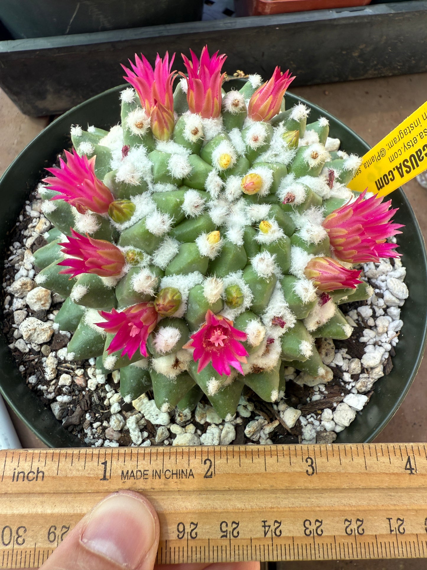 Mammillaria erusamu in 6 inch pot 1090