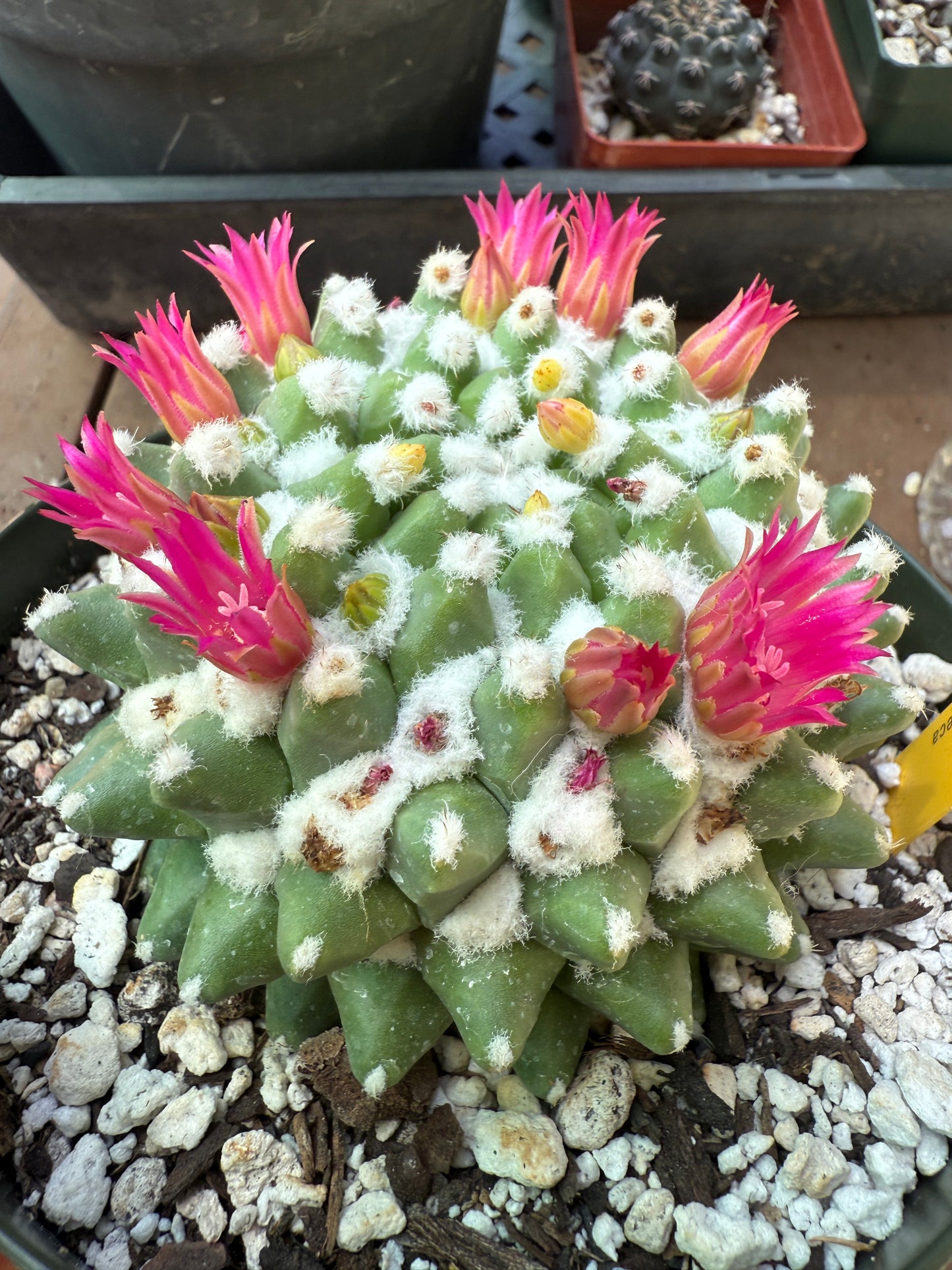 Mammillaria erusamu in 6 inch pot 1090