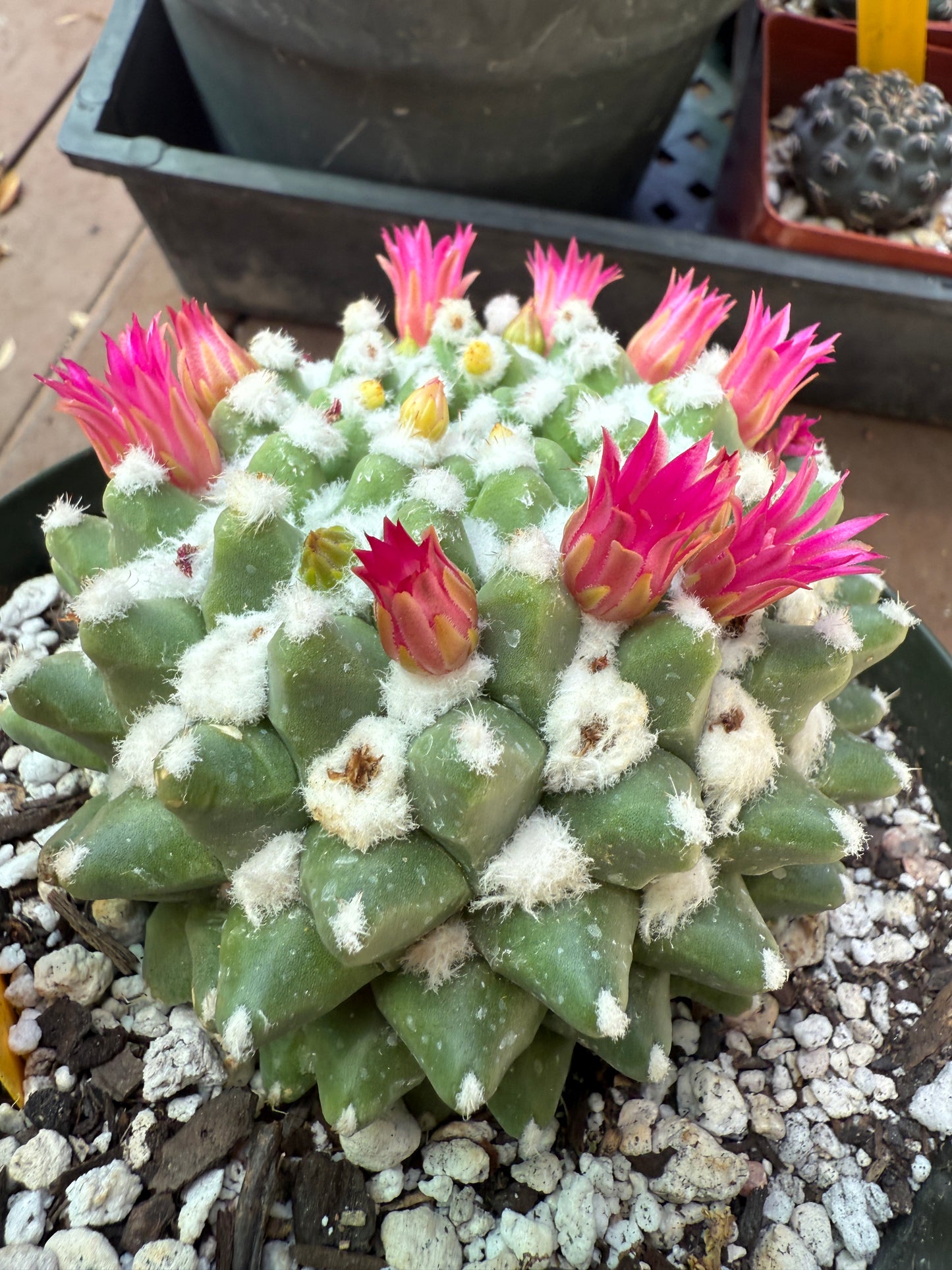 Mammillaria erusamu in 6 inch pot 1090