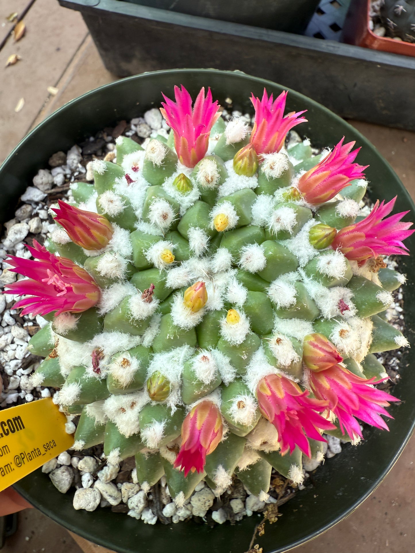 Mammillaria erusamu in 6 inch pot 1090