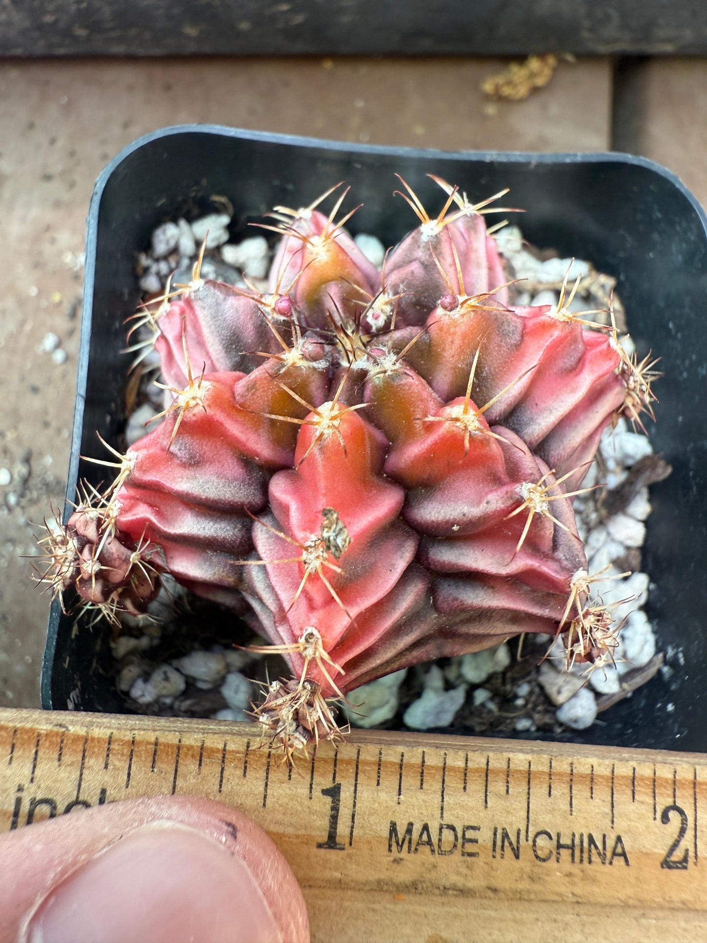 Gymnocalycium variegated “sepia” 954