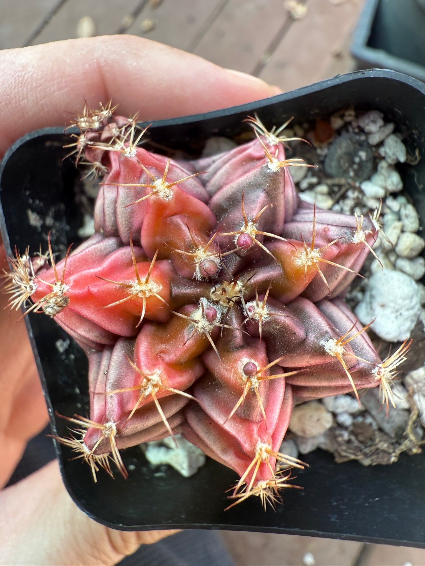 Gymnocalycium variegated “sepia” 954