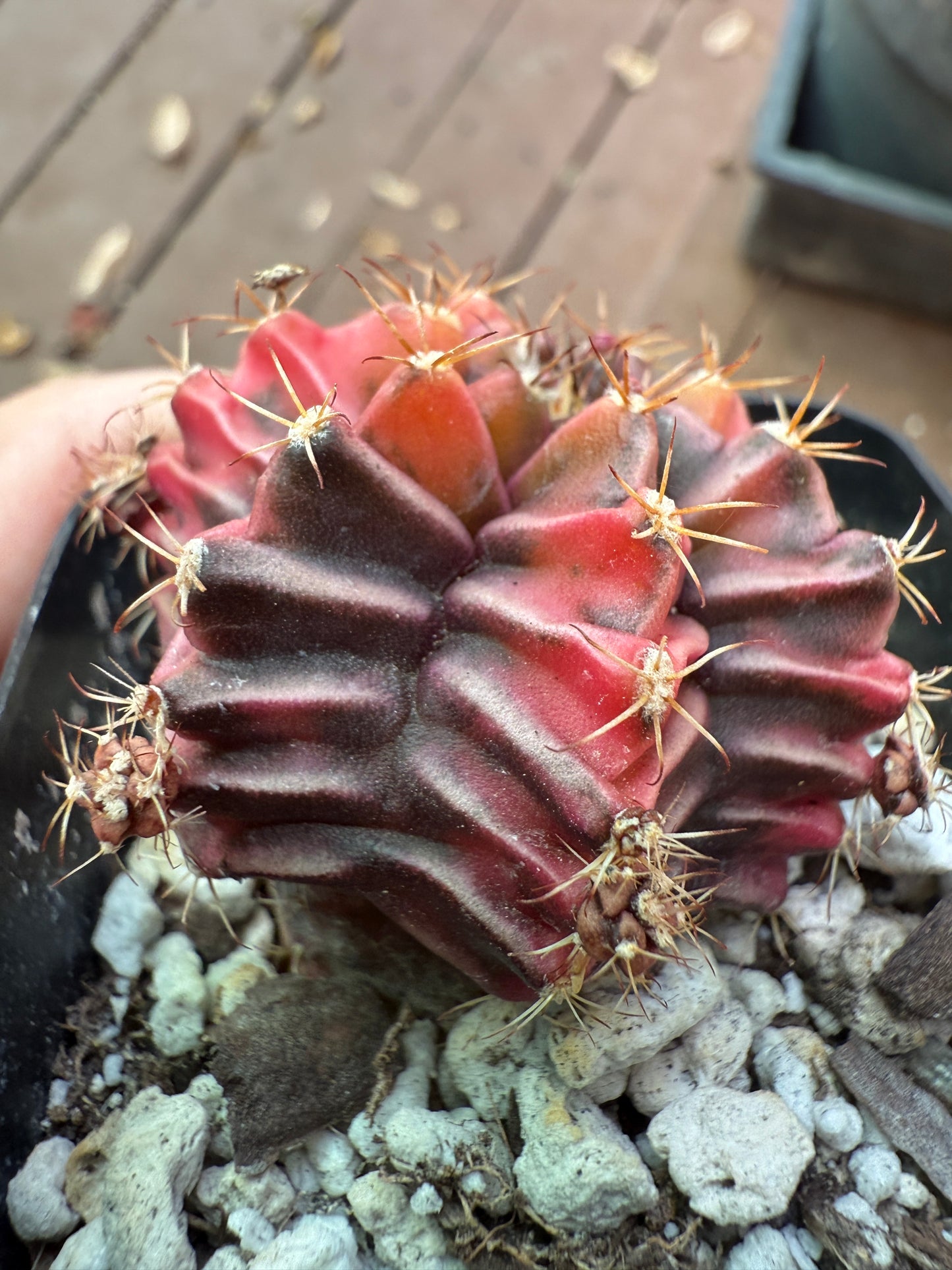 Gymnocalycium variegated “sepia” 954