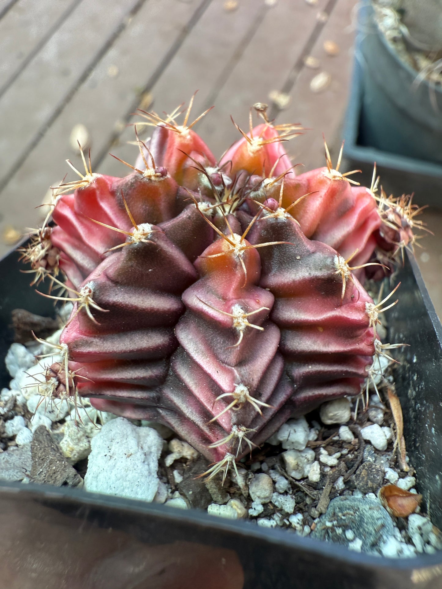 Gymnocalycium variegated “sepia” 954