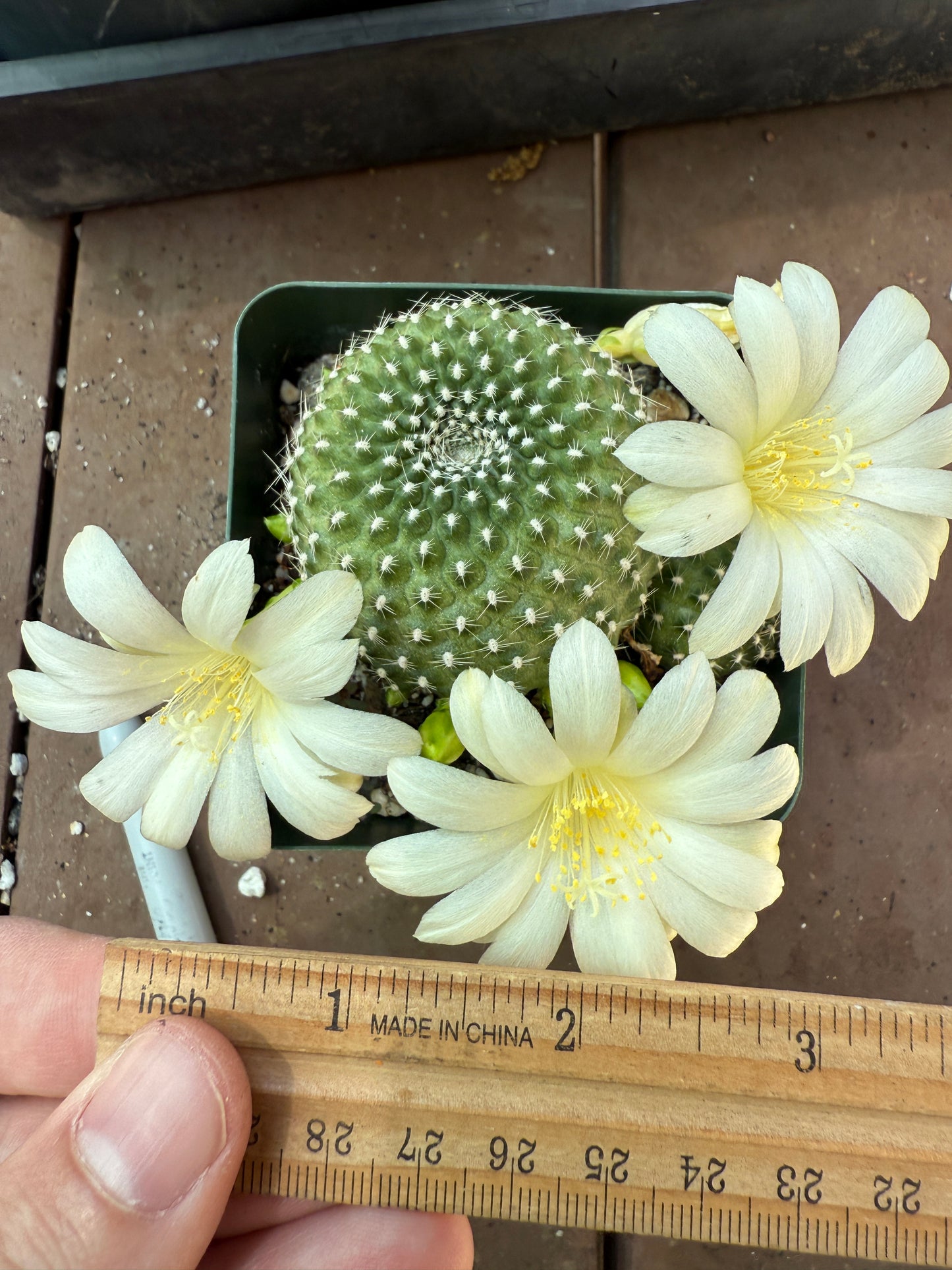 Rebutia krainziana cactus rare white flowers 120