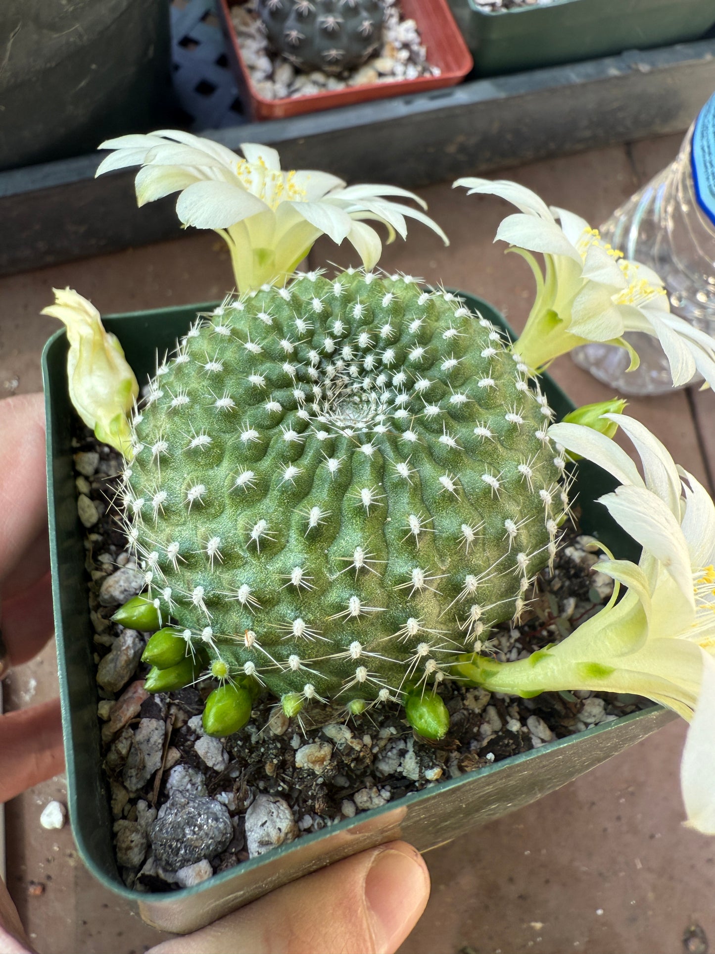Rebutia krainziana cactus rare white flowers 120