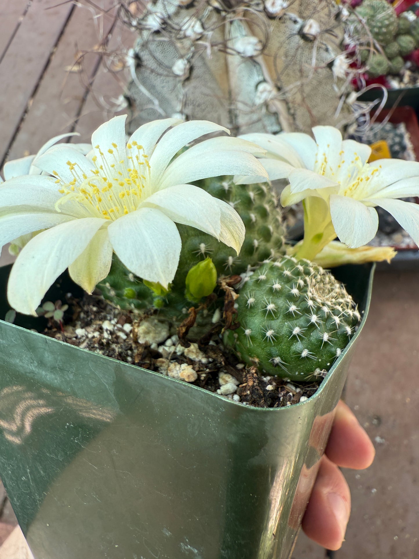 Rebutia krainziana cactus rare white flowers 120