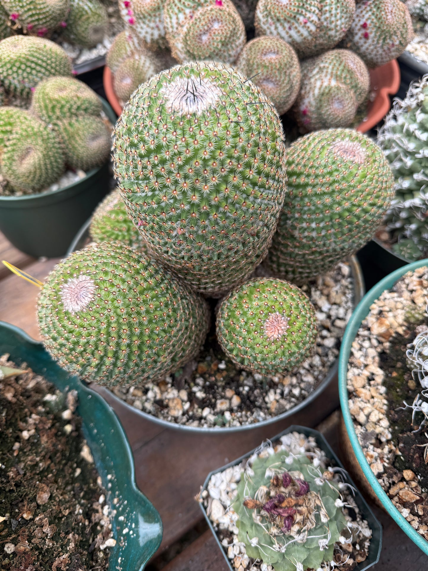 Mammillaria huitzlopochtlii specimen
