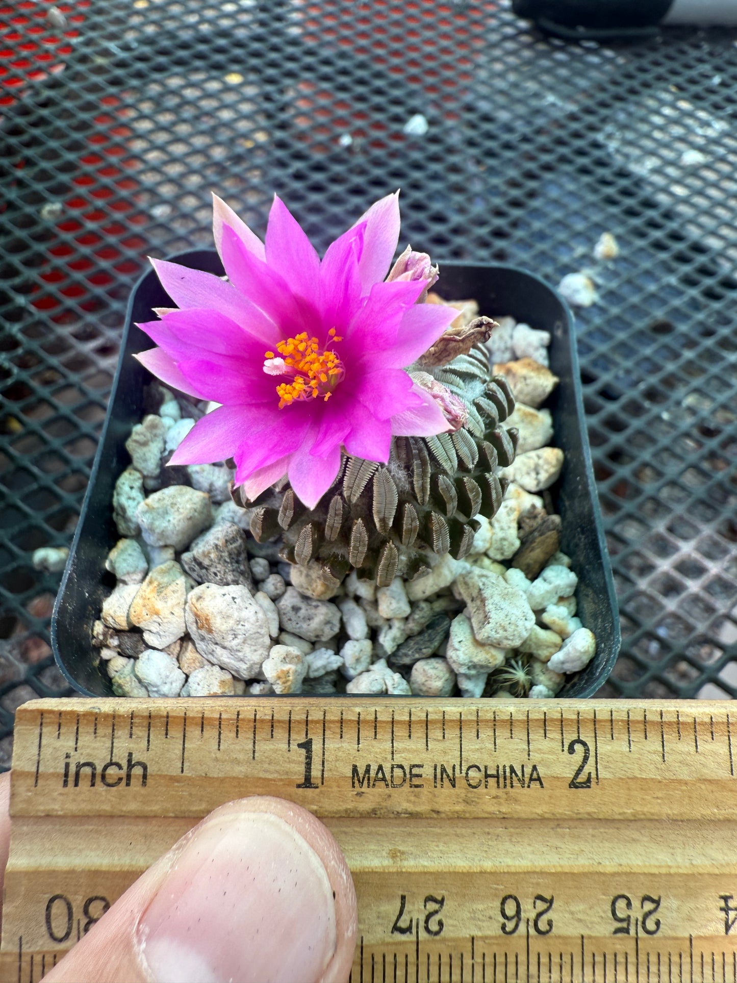 Pelecyphora asseliformis rare cactus 104