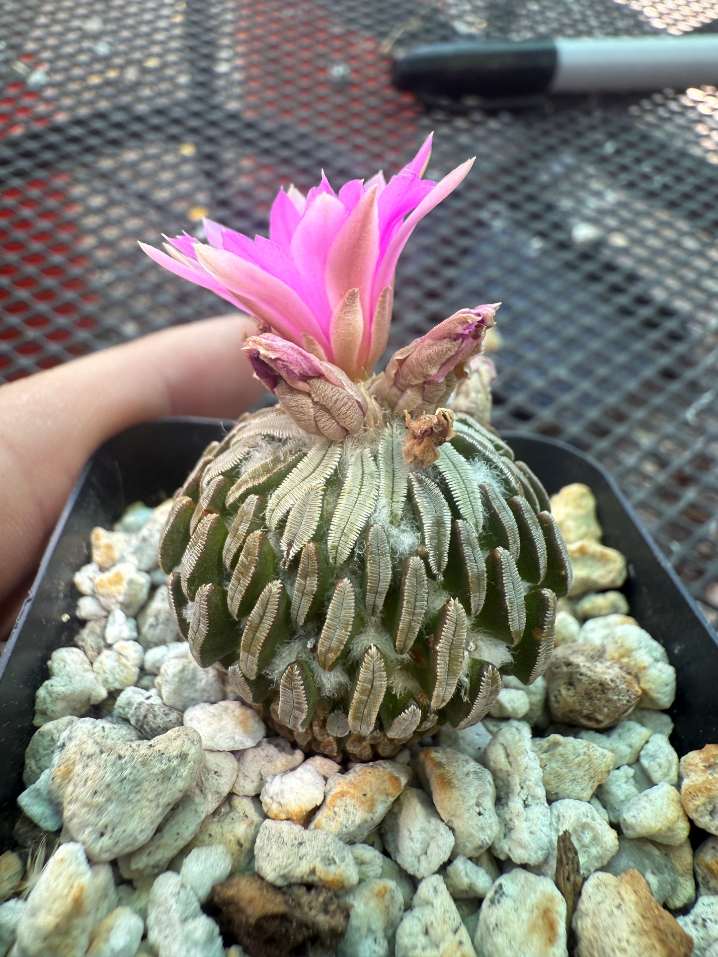 Pelecyphora asseliformis rare cactus 104