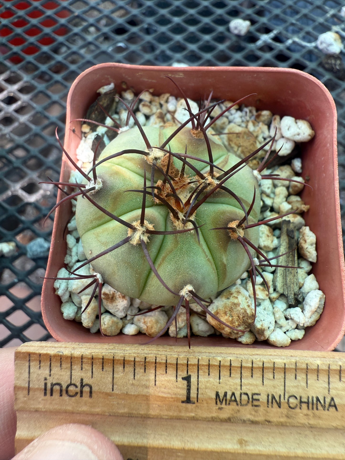 Gymnocalycium cabreraense in 2 inch pot 106