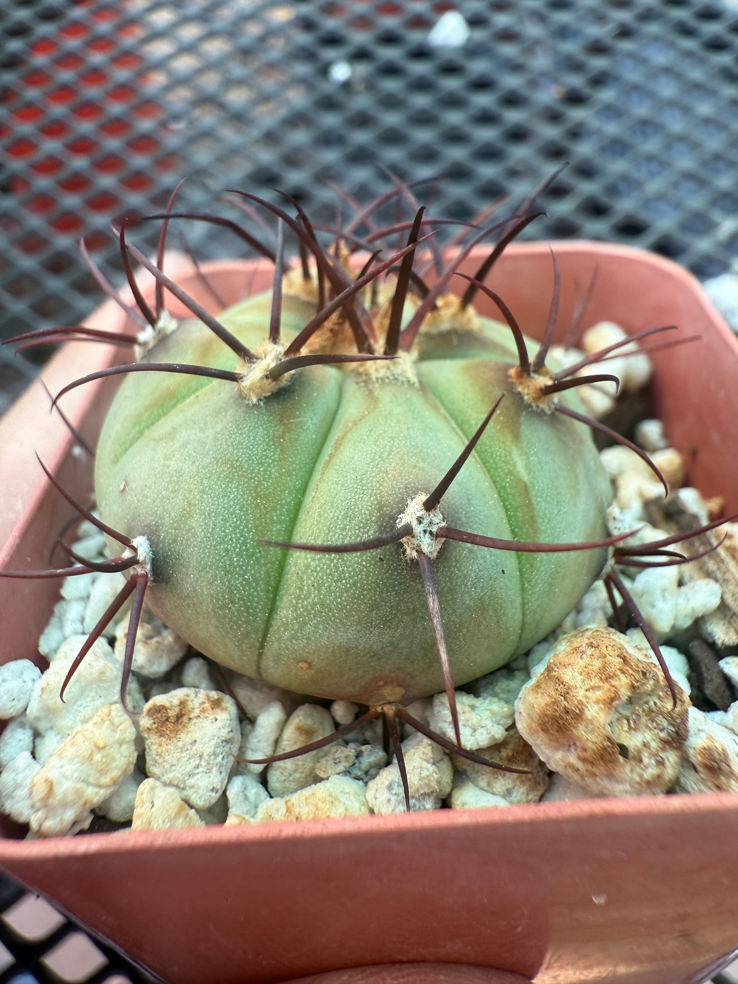 Gymnocalycium cabreraense in 2 inch pot 106