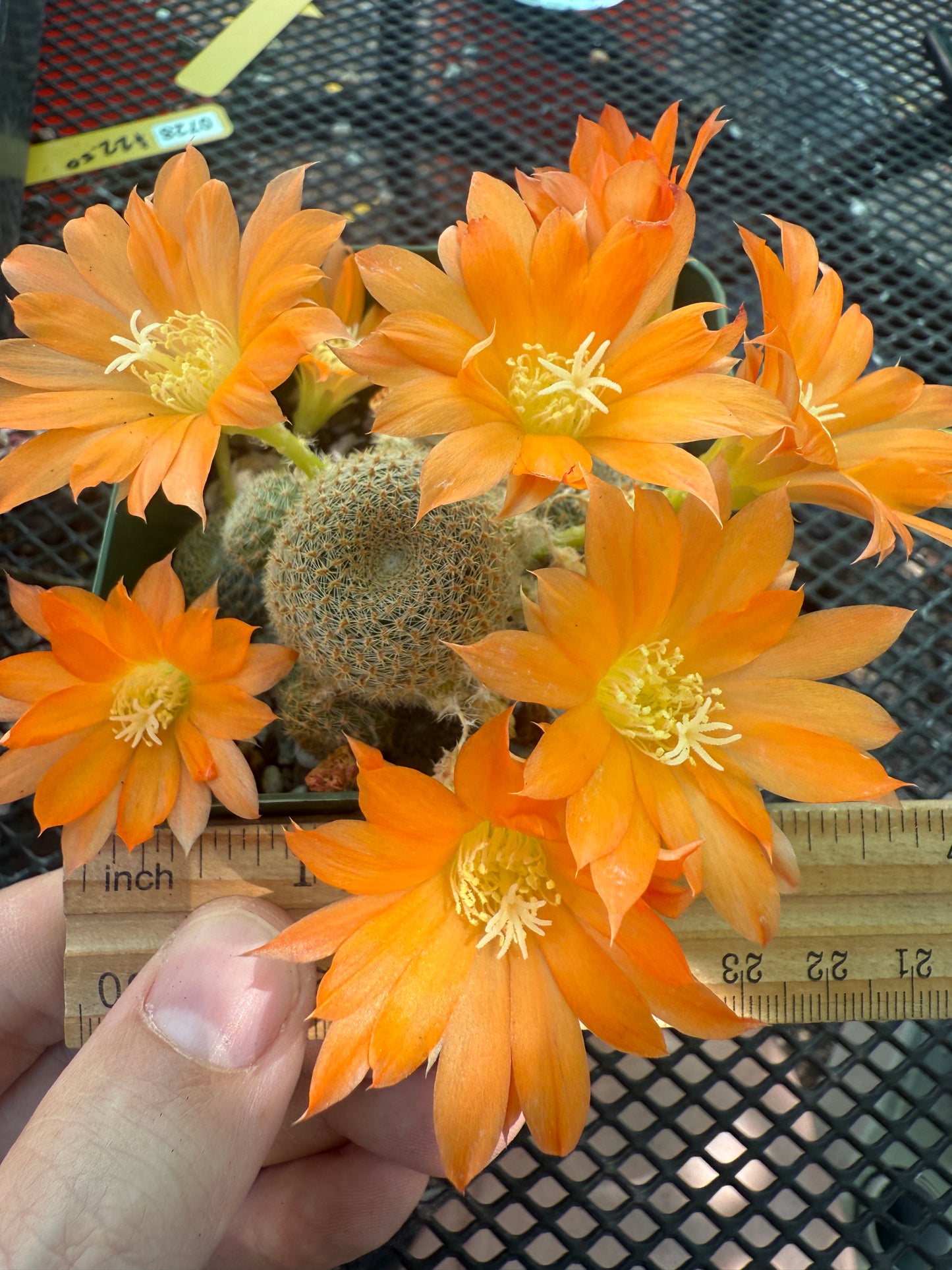 Rebutia salmon supreme rare cactus 111