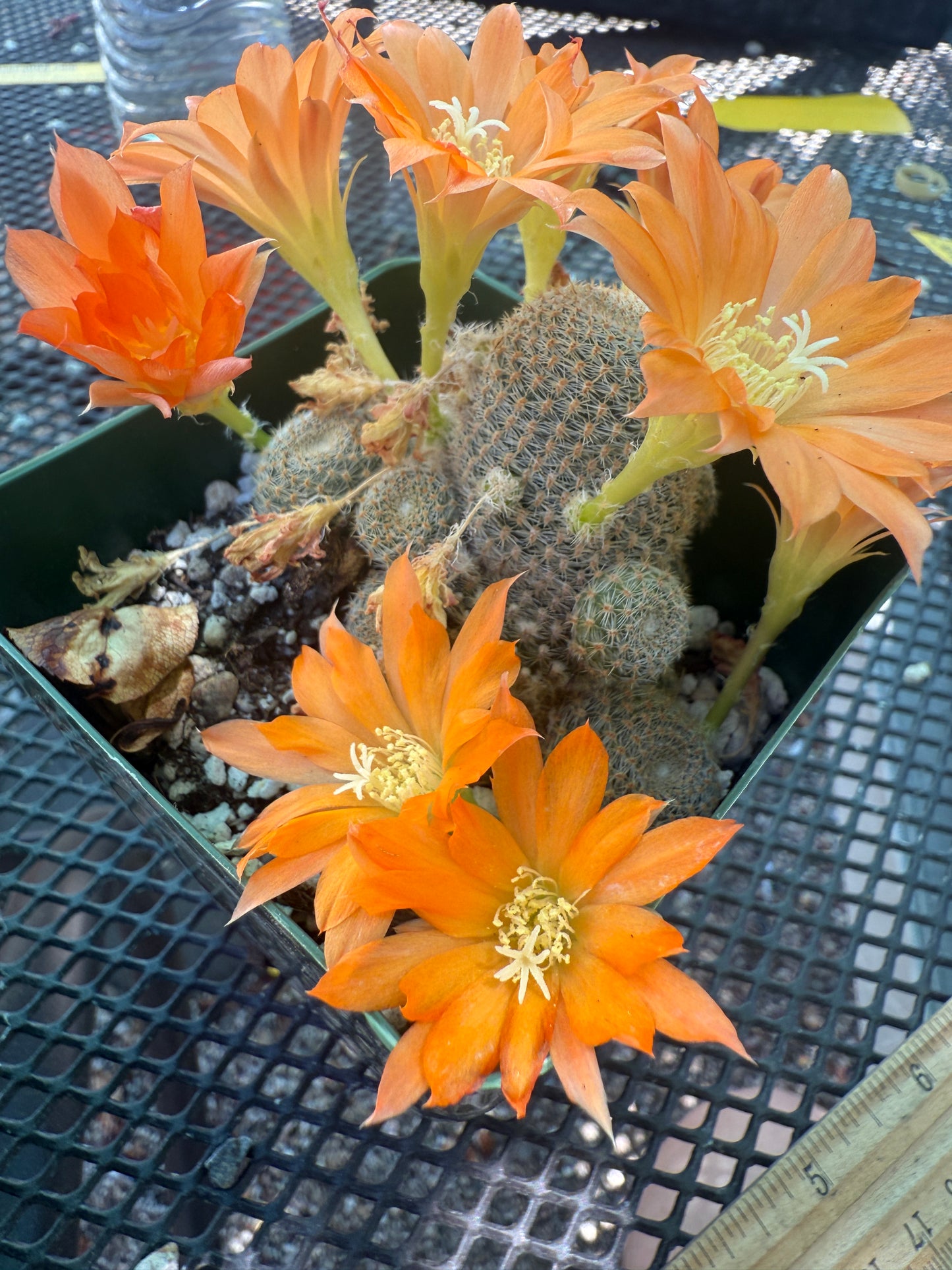 Rebutia salmon supreme rare cactus 111