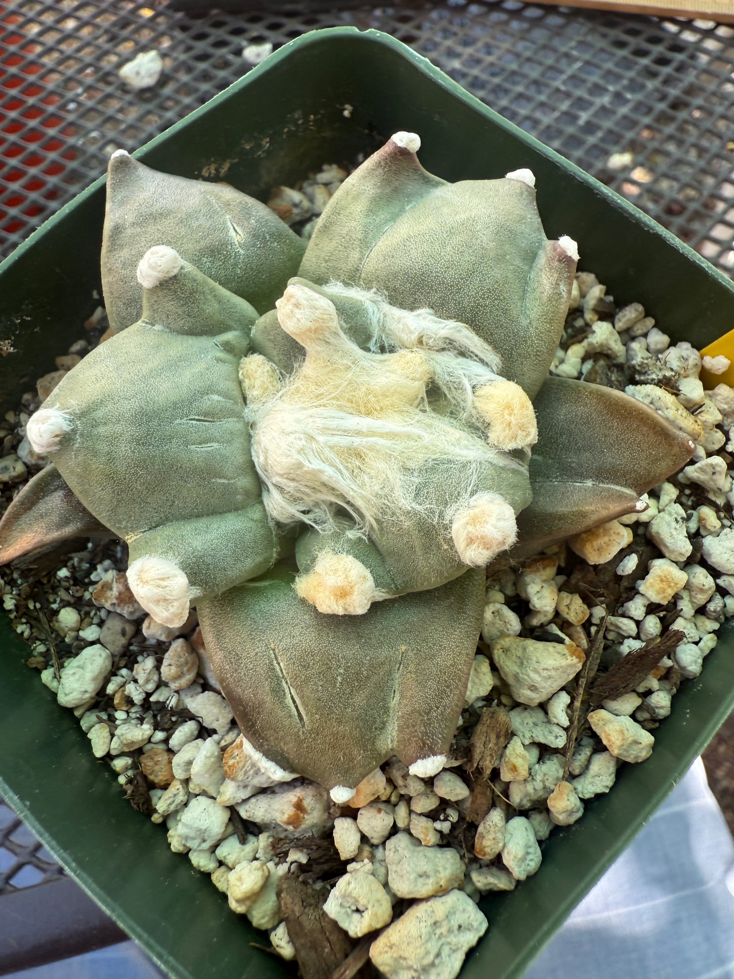 Ariocarpus trifinger rare cactus 119