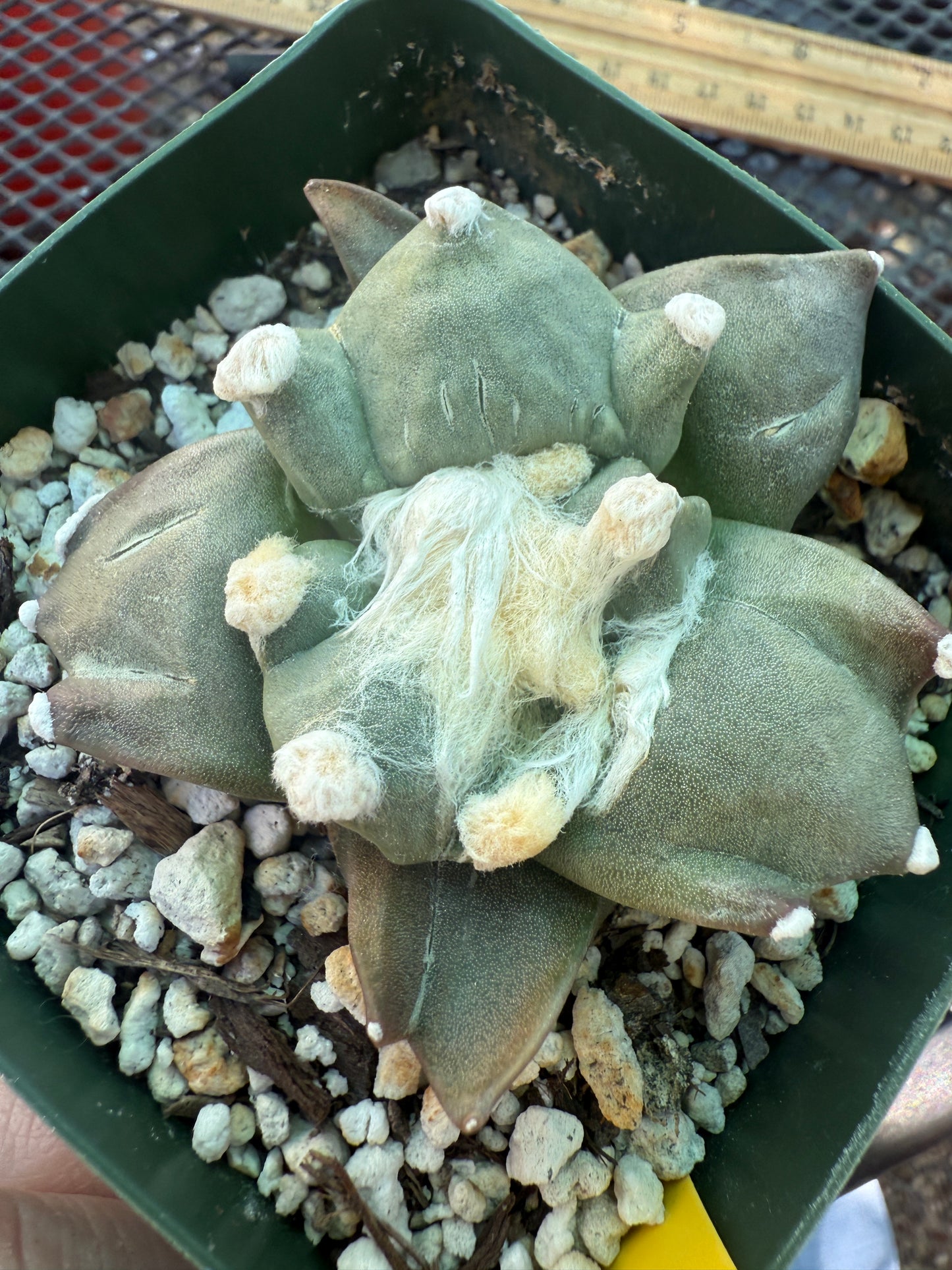 Ariocarpus trifinger rare cactus 119